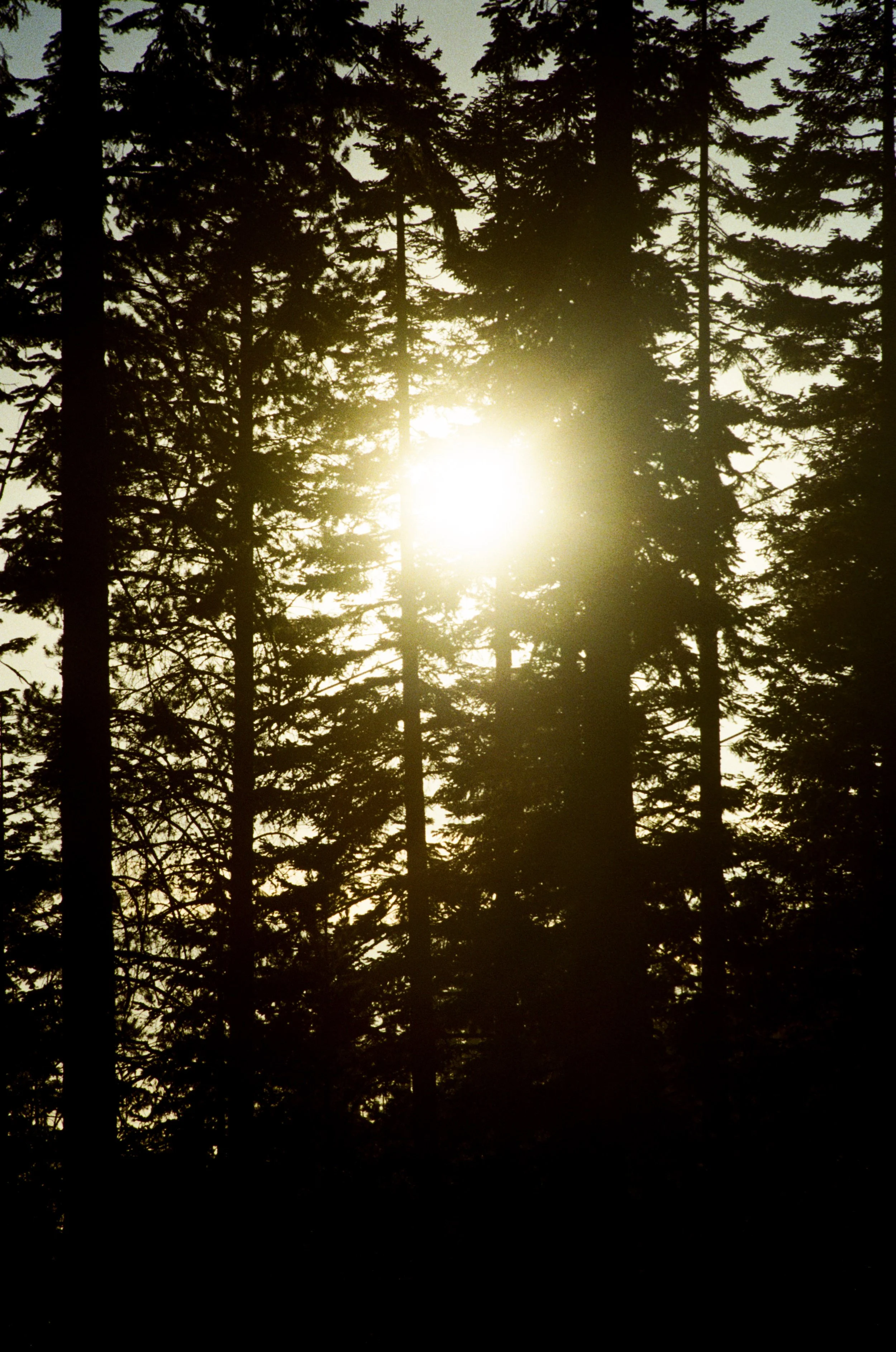 Sunset or sunrise obscured by tall pine trees, with sunlight filtering through the branches.