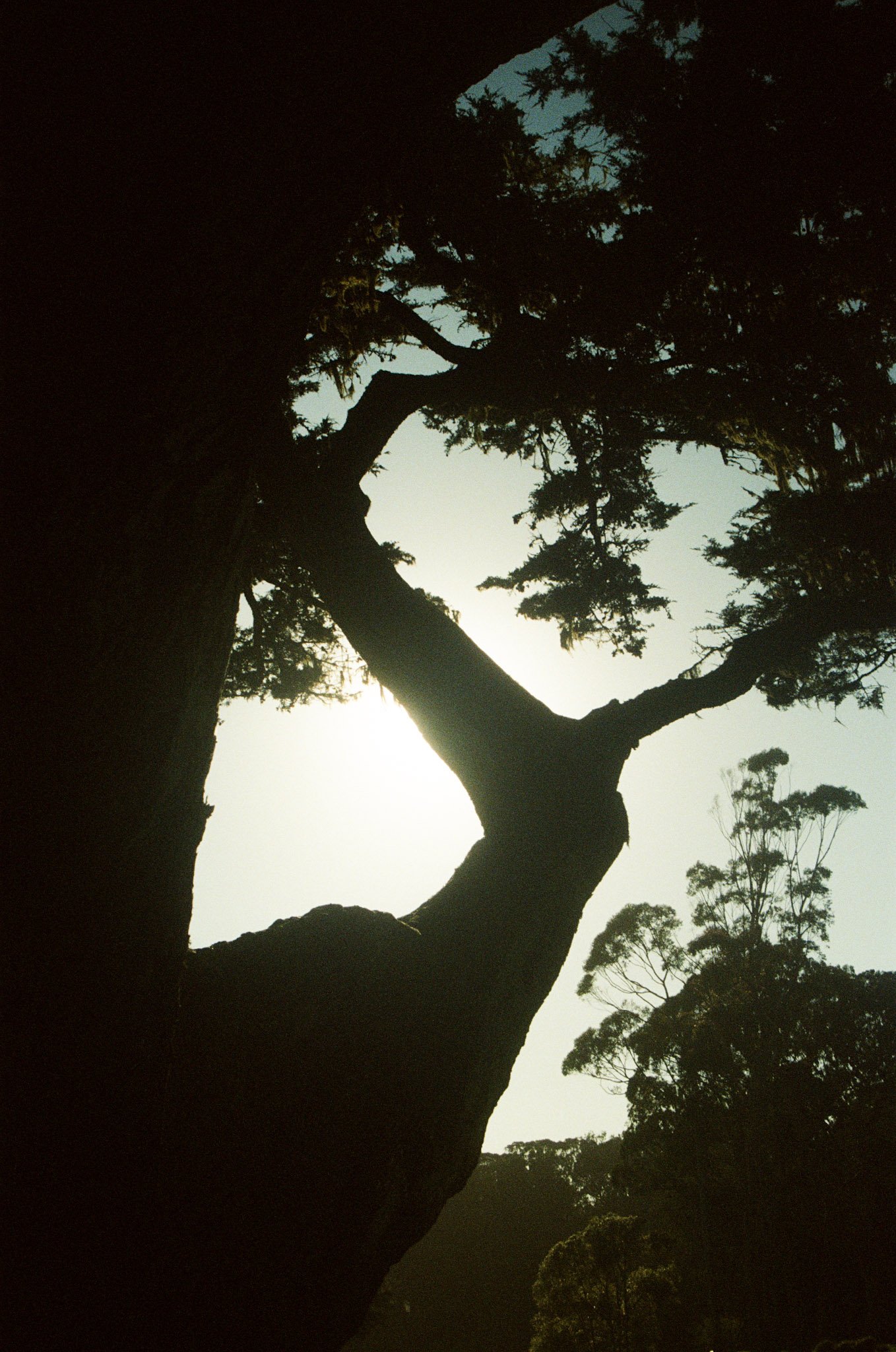 Silhouette of a large tree with sprawling branches against the sky during sunset.