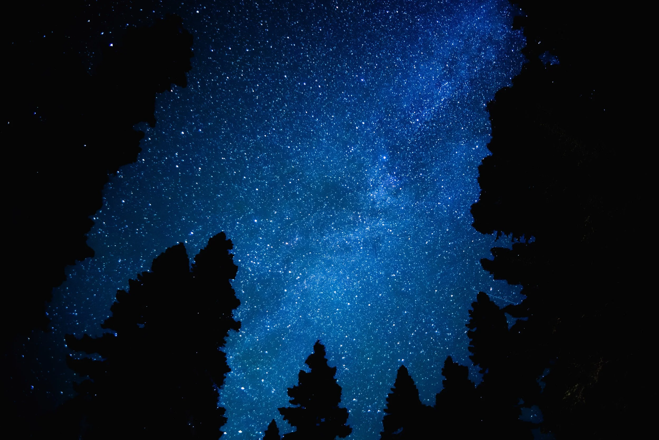 Night sky view from a forest, showing a clear starry sky with silhouettes of trees framing the scene.