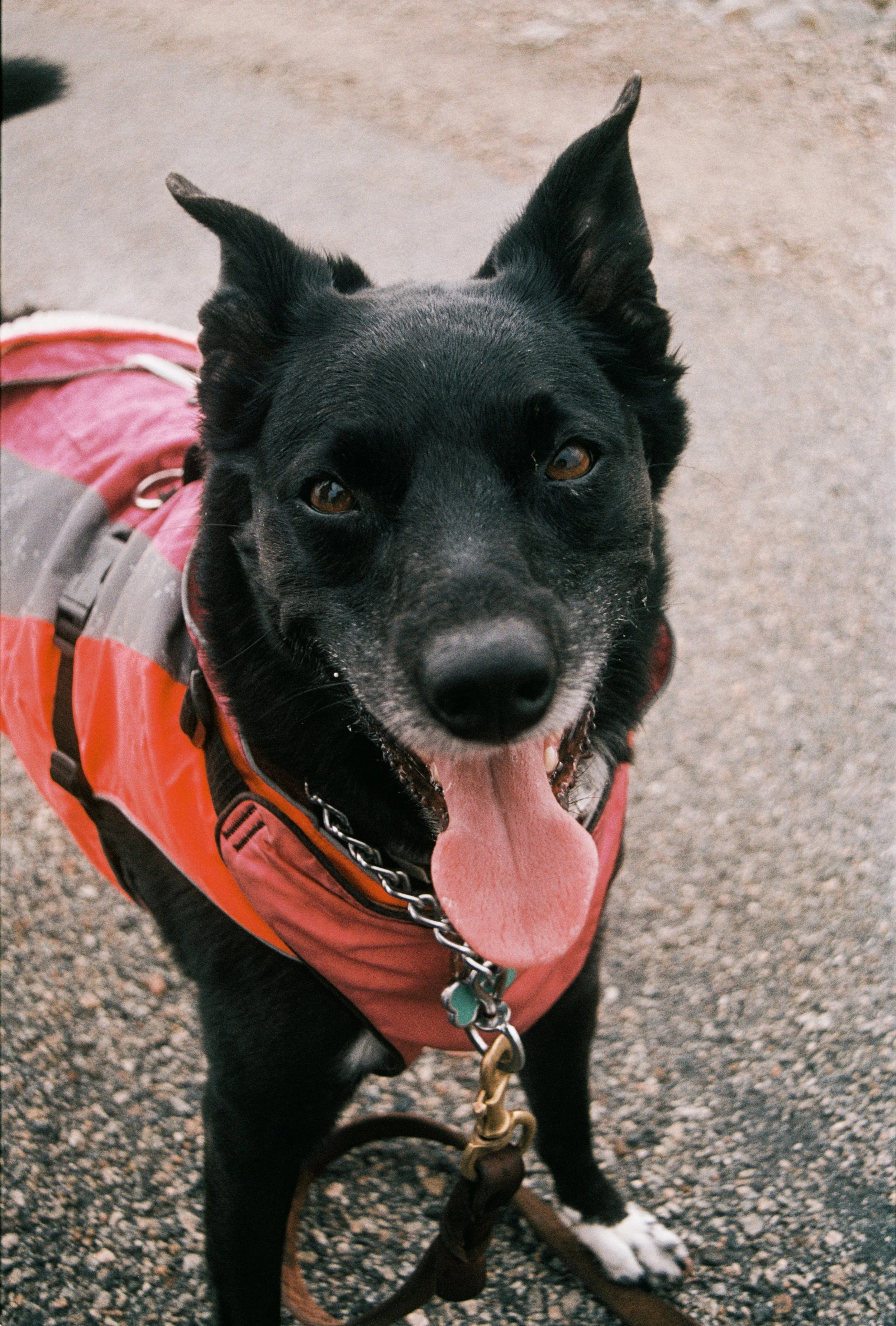 A close-up of a happy black dog with a white patch on its paw, wearing an orange harness and sitting on a gravel path, with its tongue hanging out and eyes looking at the camera.