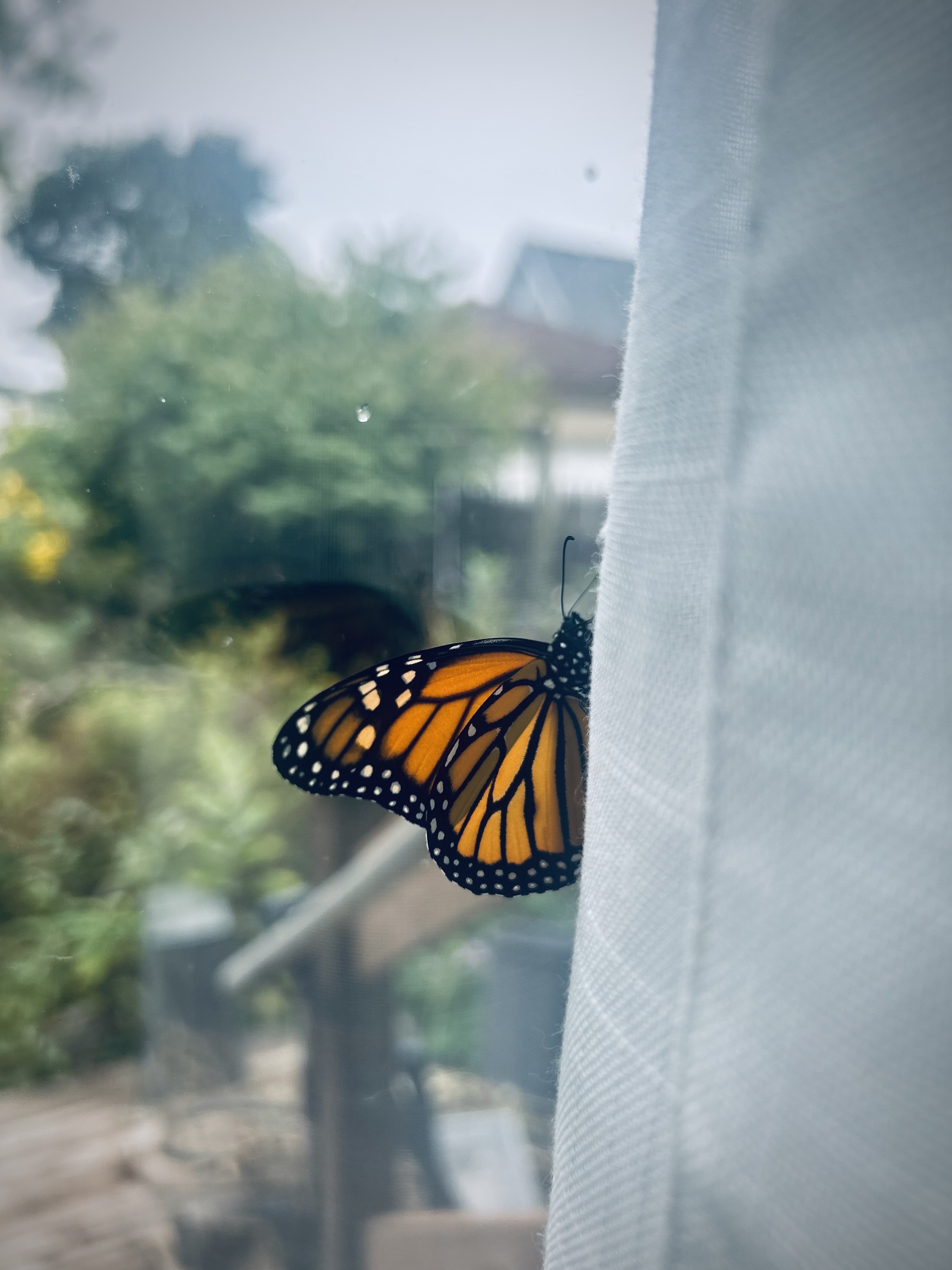 Close-up of a Monarch butterfly resting on a white curtain, with a blurred outdoor scene visible through a window in the background.
