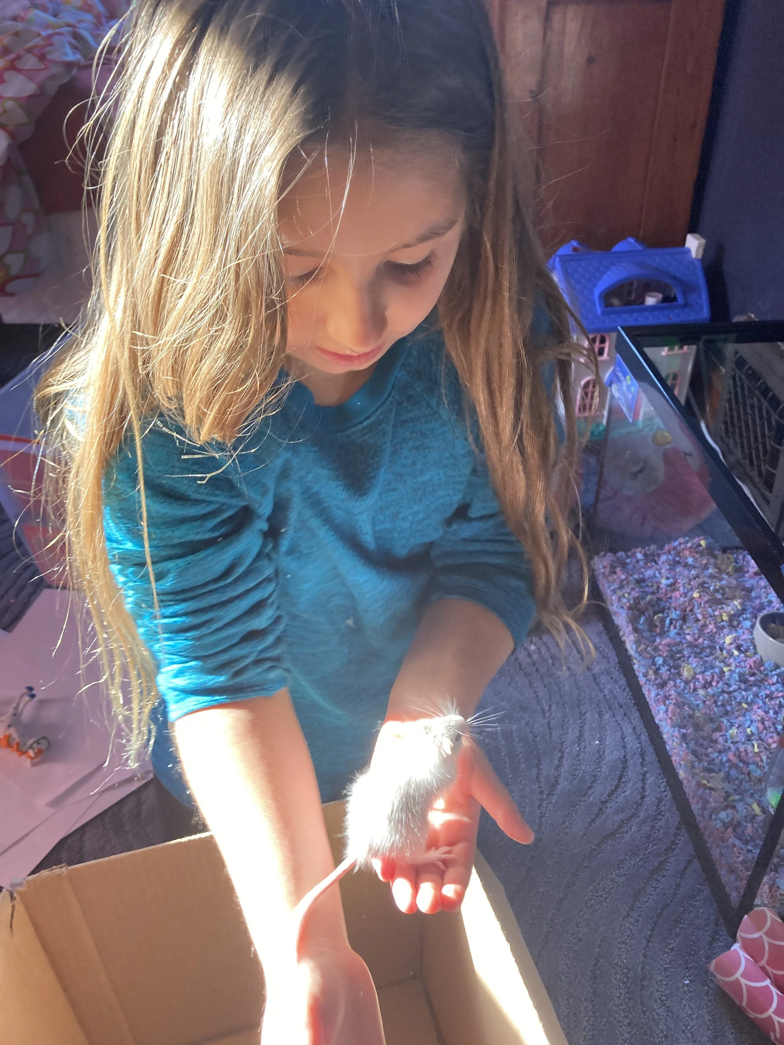 A young girl with long blonde hair looking down, illuminated by bright sunlight. She appears to be interacting with a small gray and white kitten she is holding in her hands. The background shows various household objects including a blue crate and c