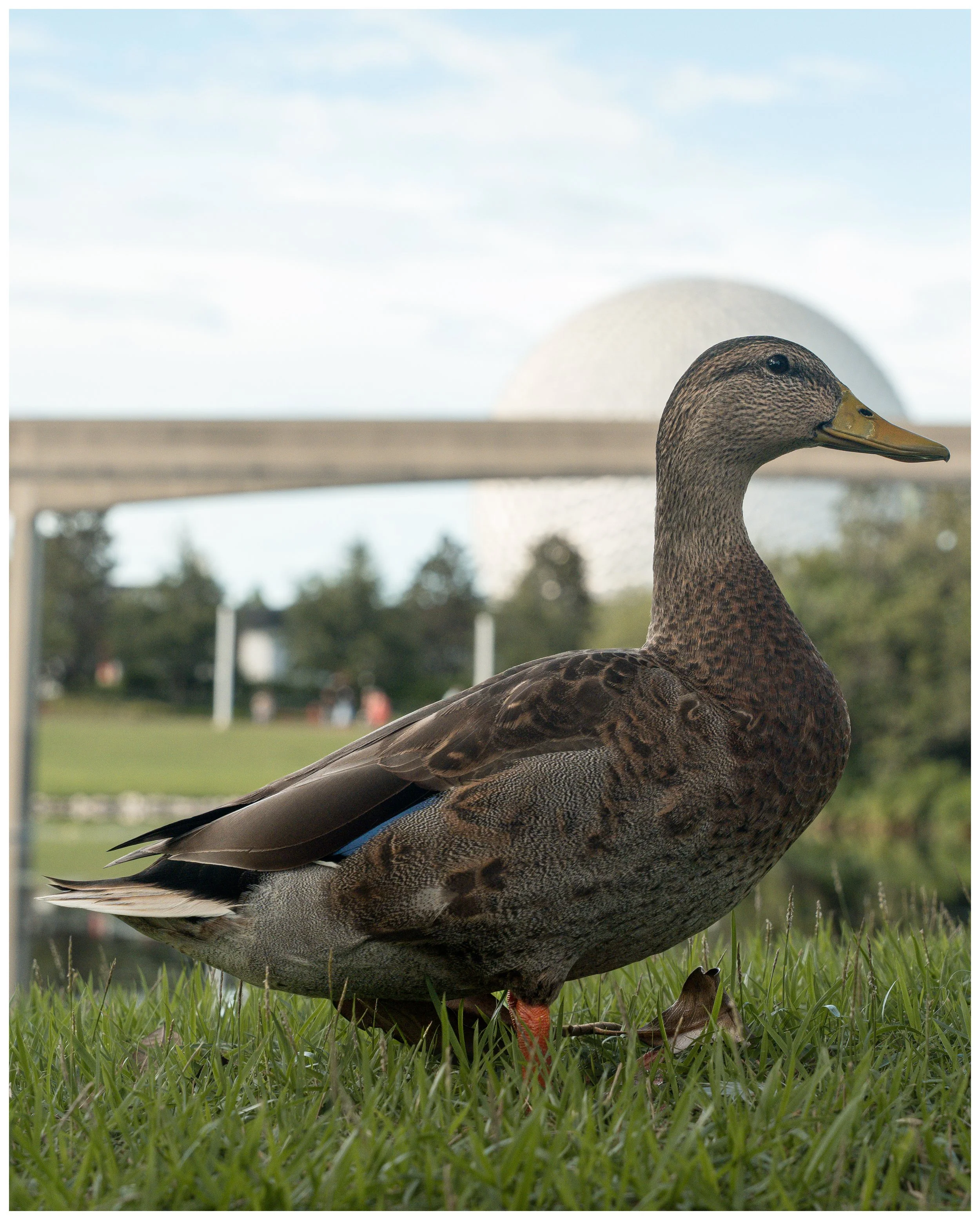 Close-up of a mallard duck standing on green grass, with a blurred background featuring park trees and a bridge.
