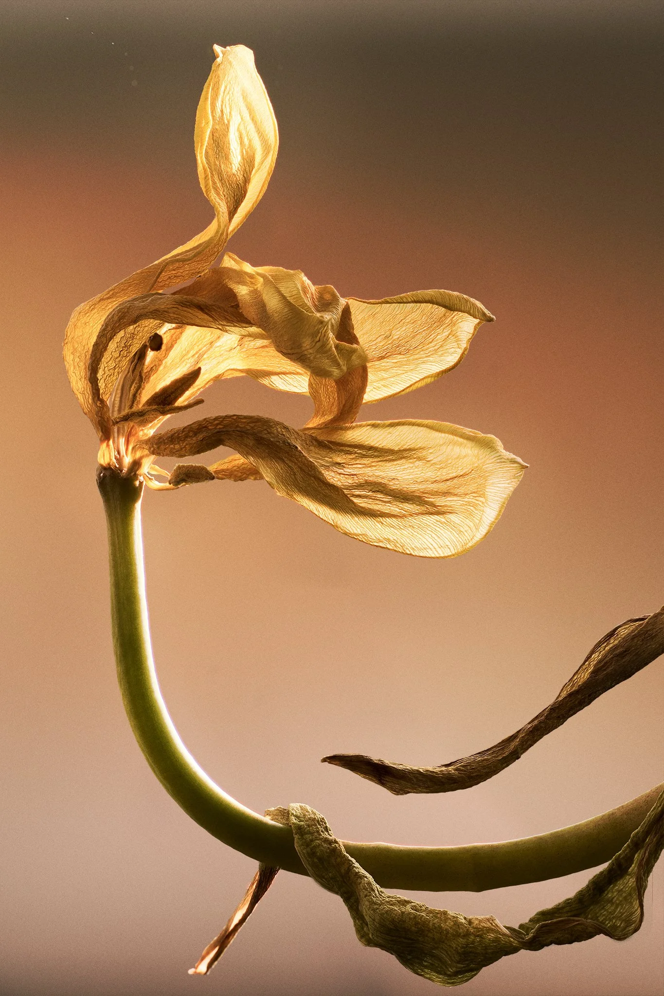 FlowerStacked1-Web.jpg