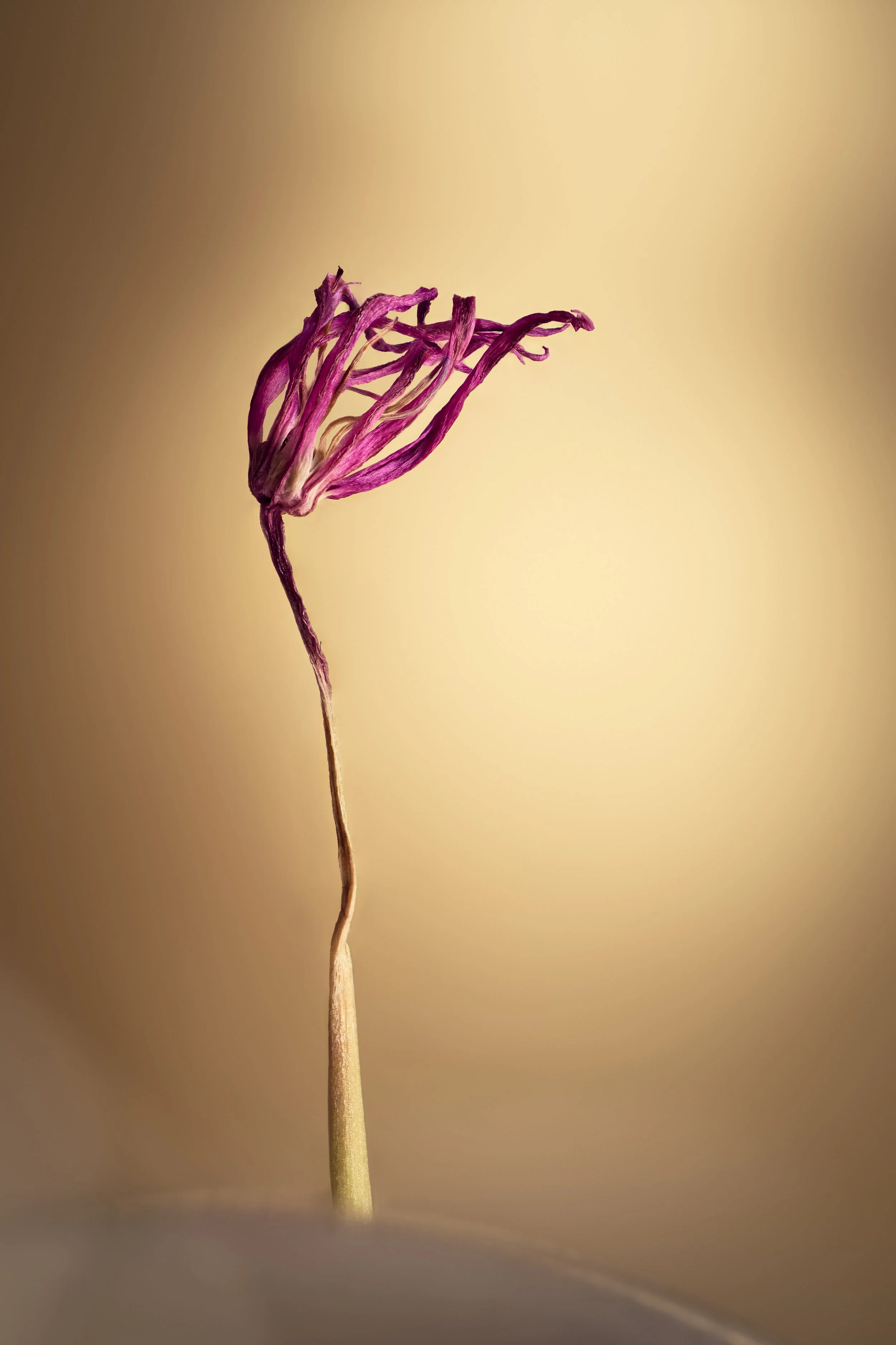 Tiny aahh flower FullSrgb.jpg