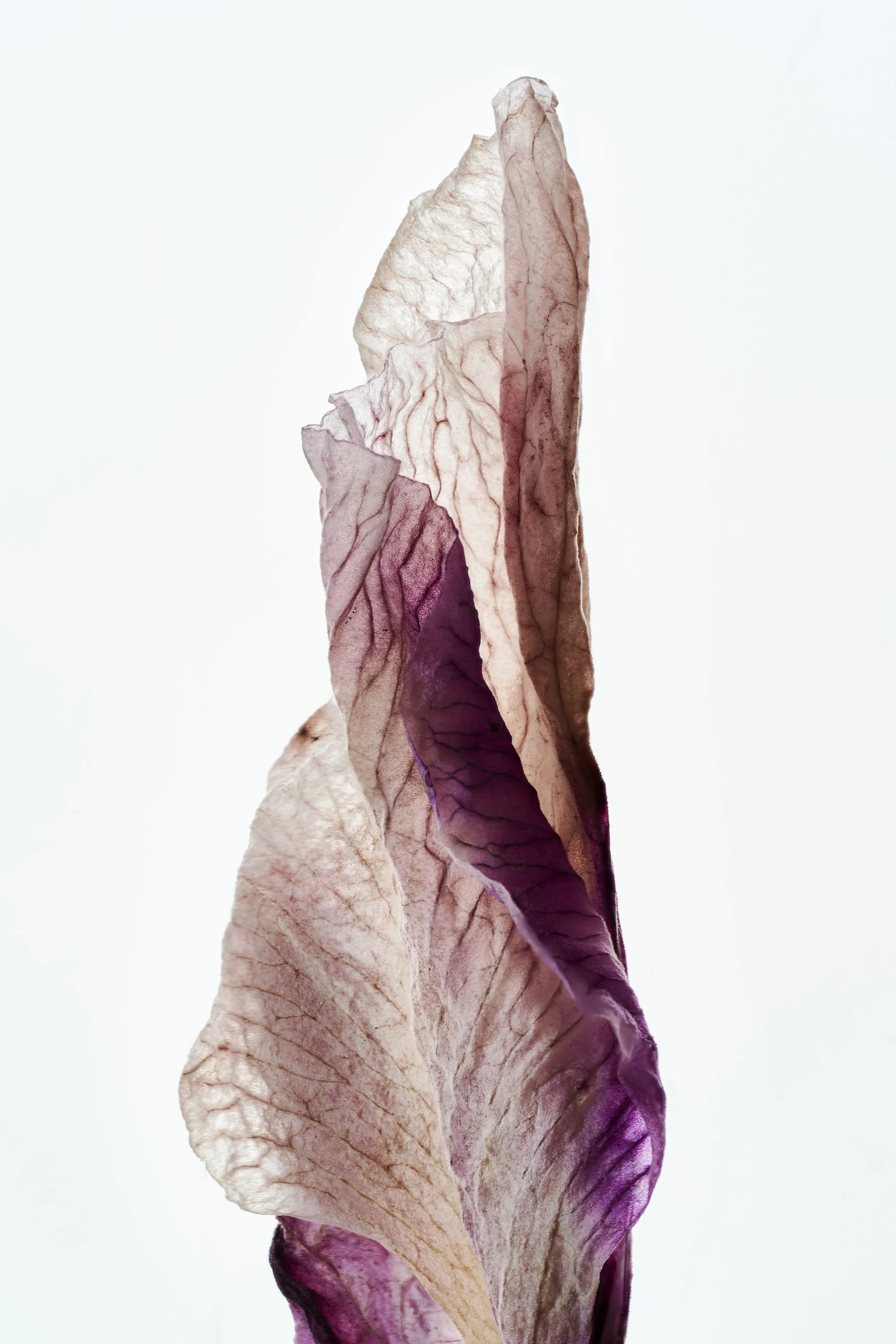Purple detail.jpg