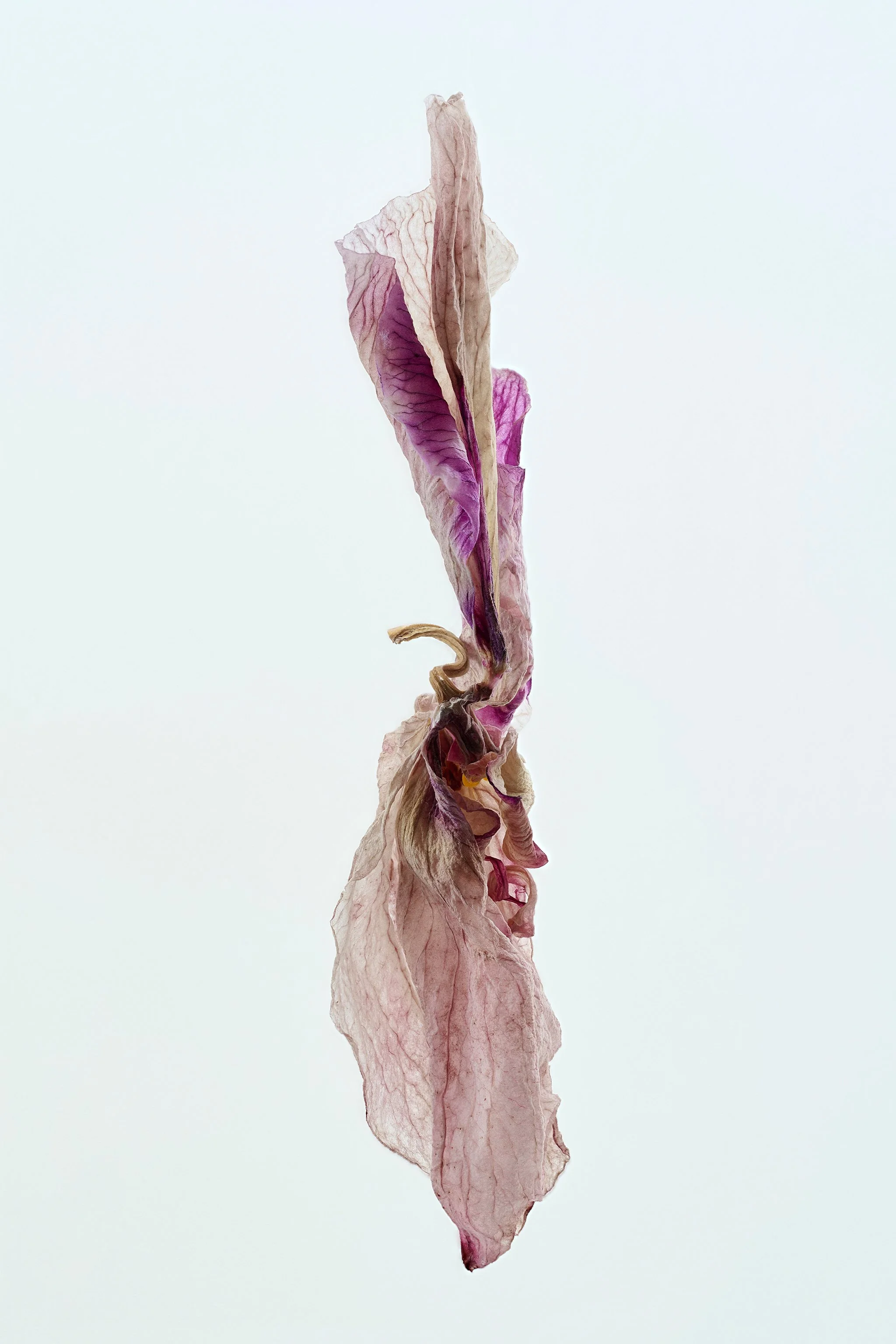 Purple Slim Final-WEB.jpg