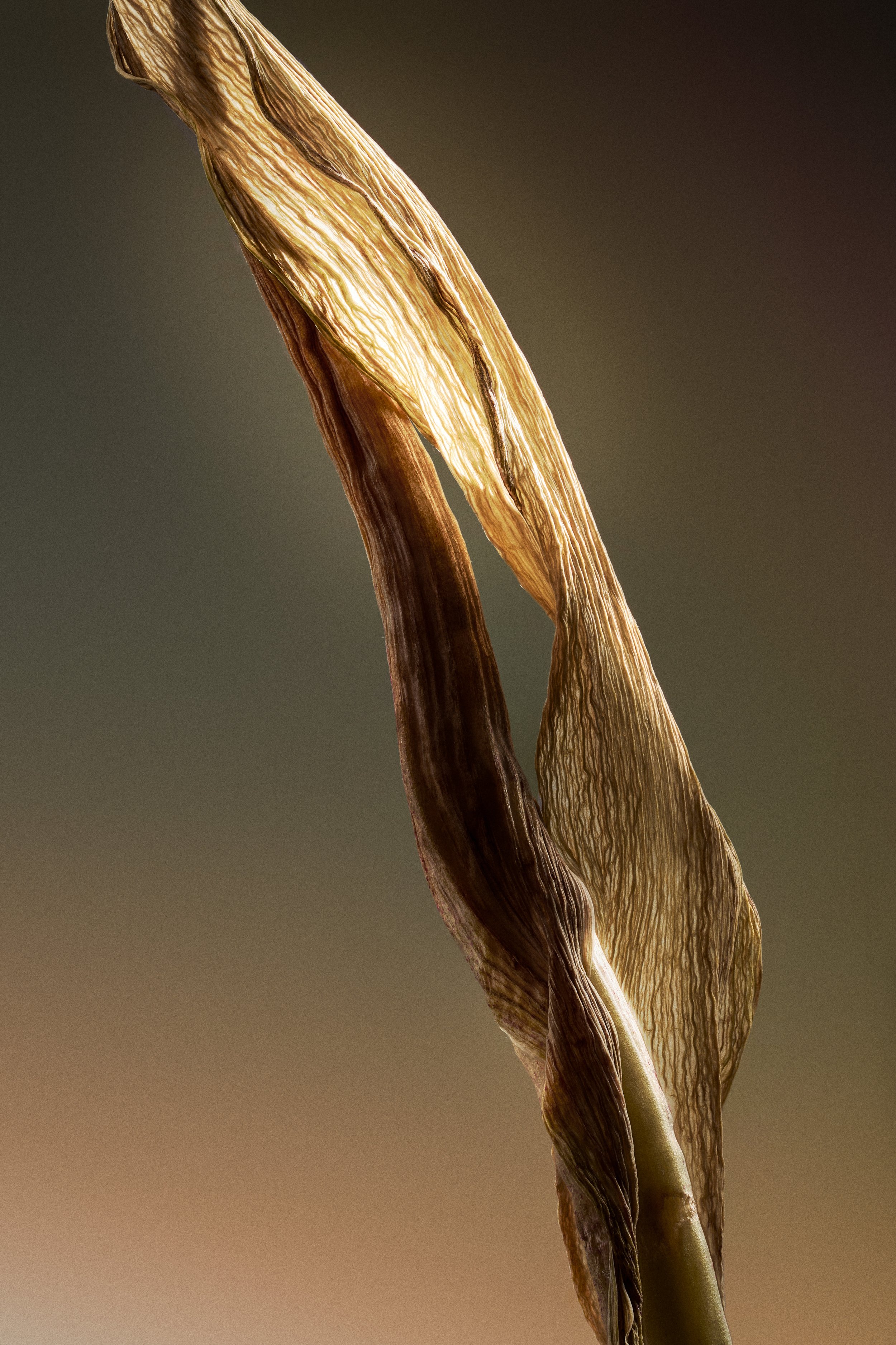 Final Grain.jpg
