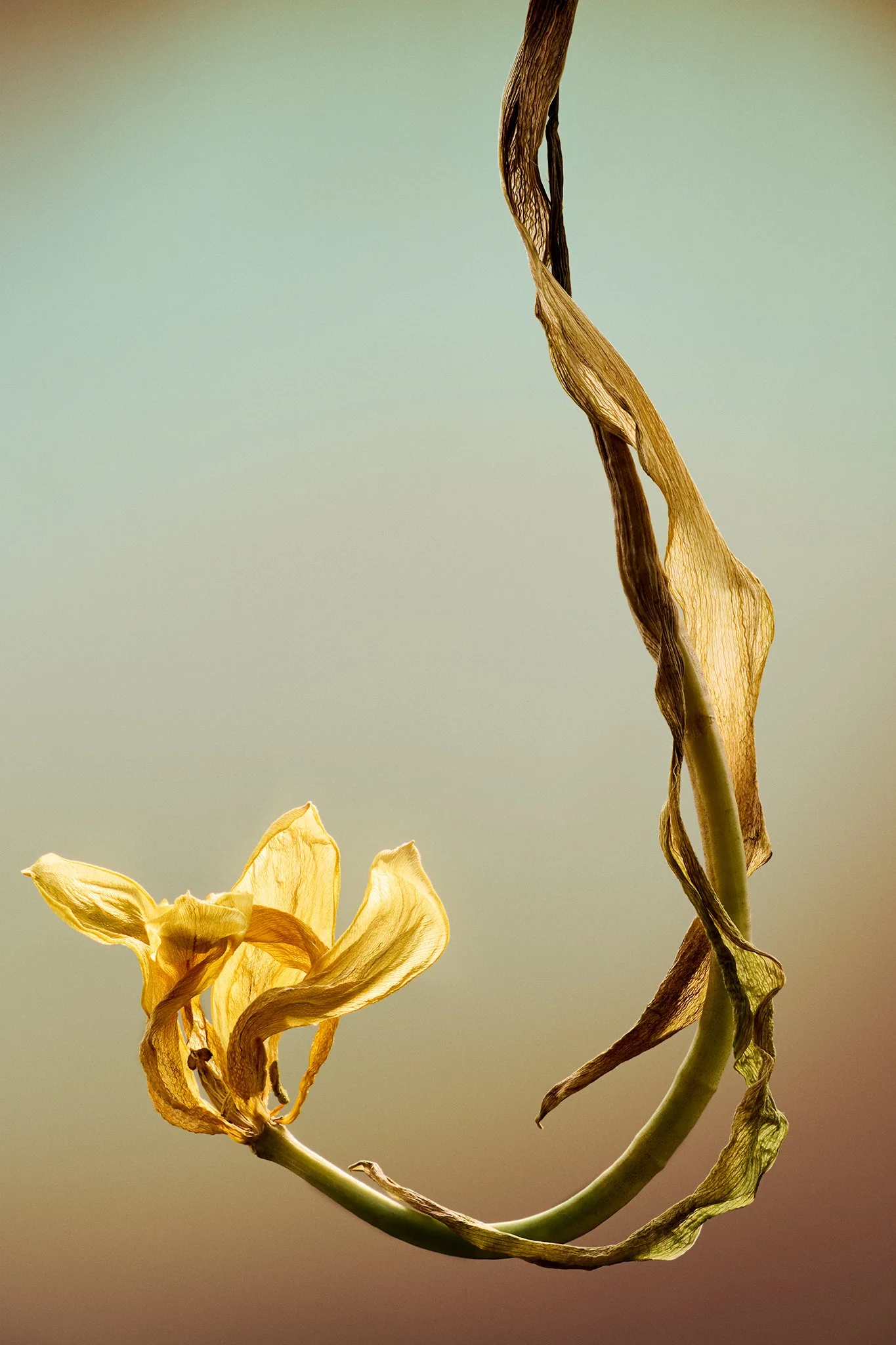 Flowers-Stack-Web.jpg