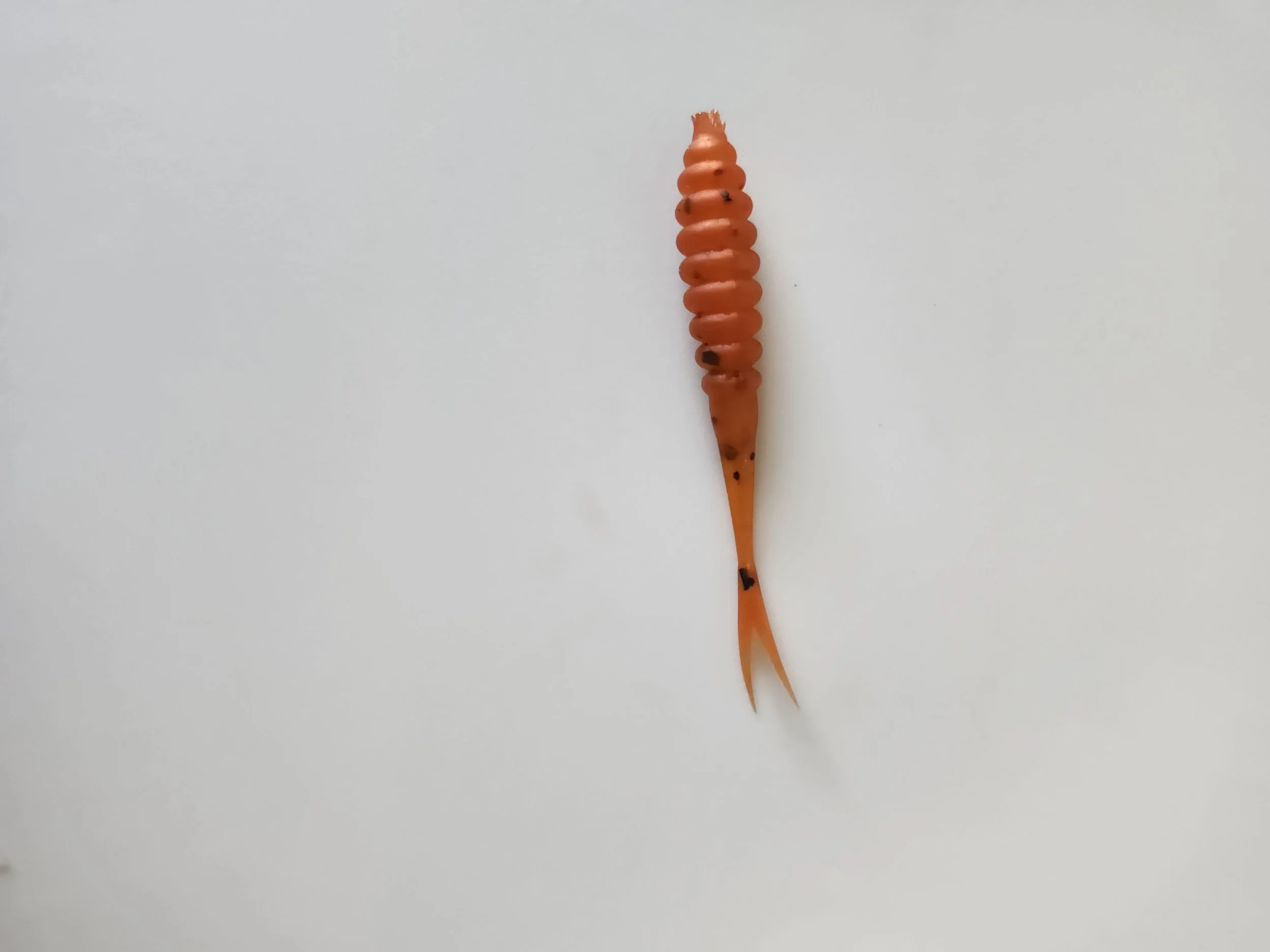 Fork Tail Tiger Paw w.jpg