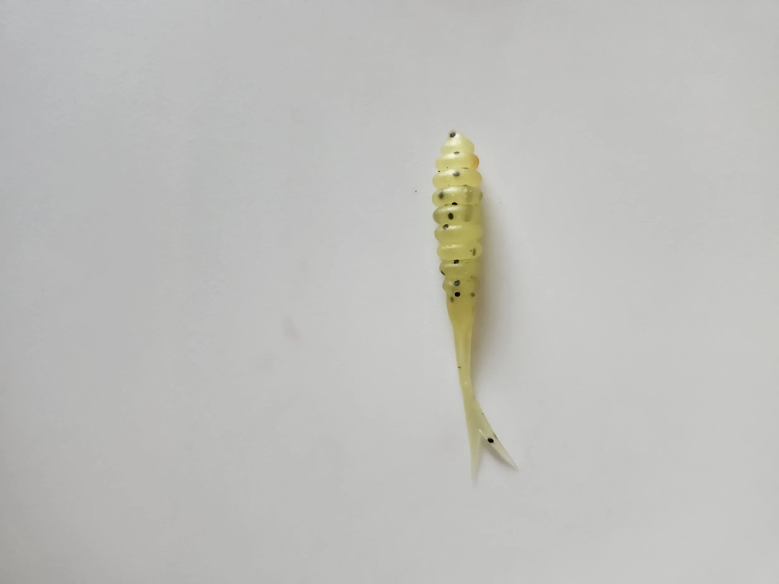 Fork Tail Shreck w.jpg