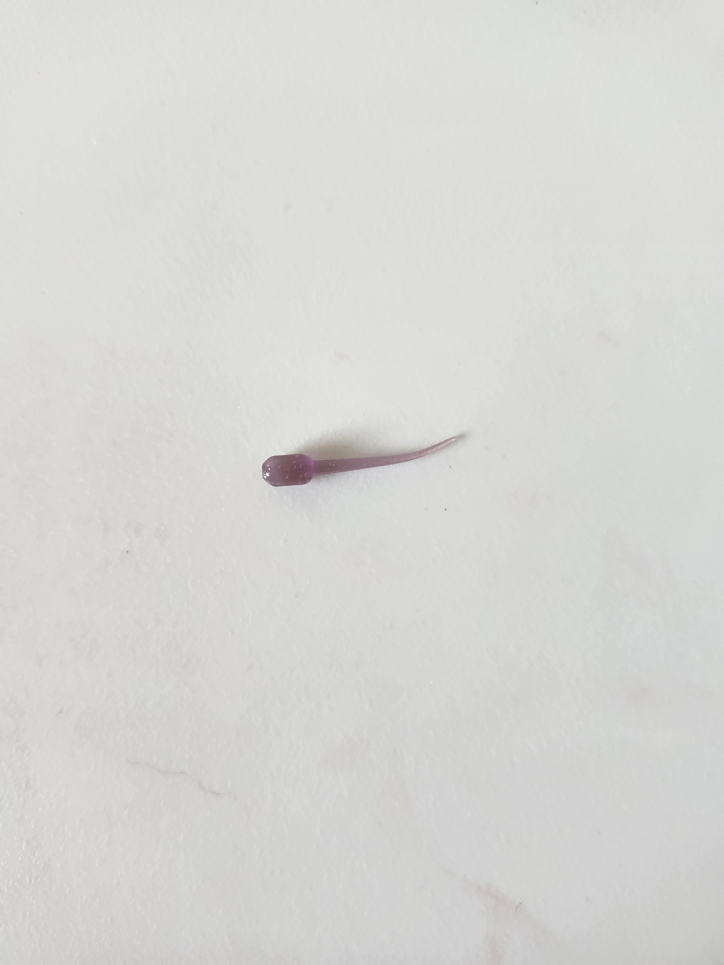 1 Stinger (dop) w.jpg