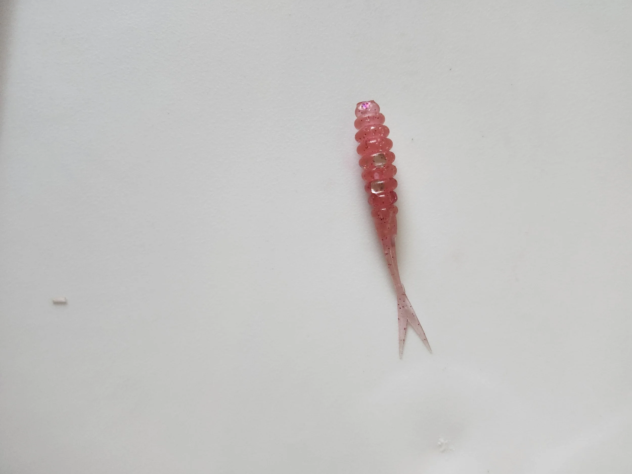 Fork Tail Pink Punch w.jpg