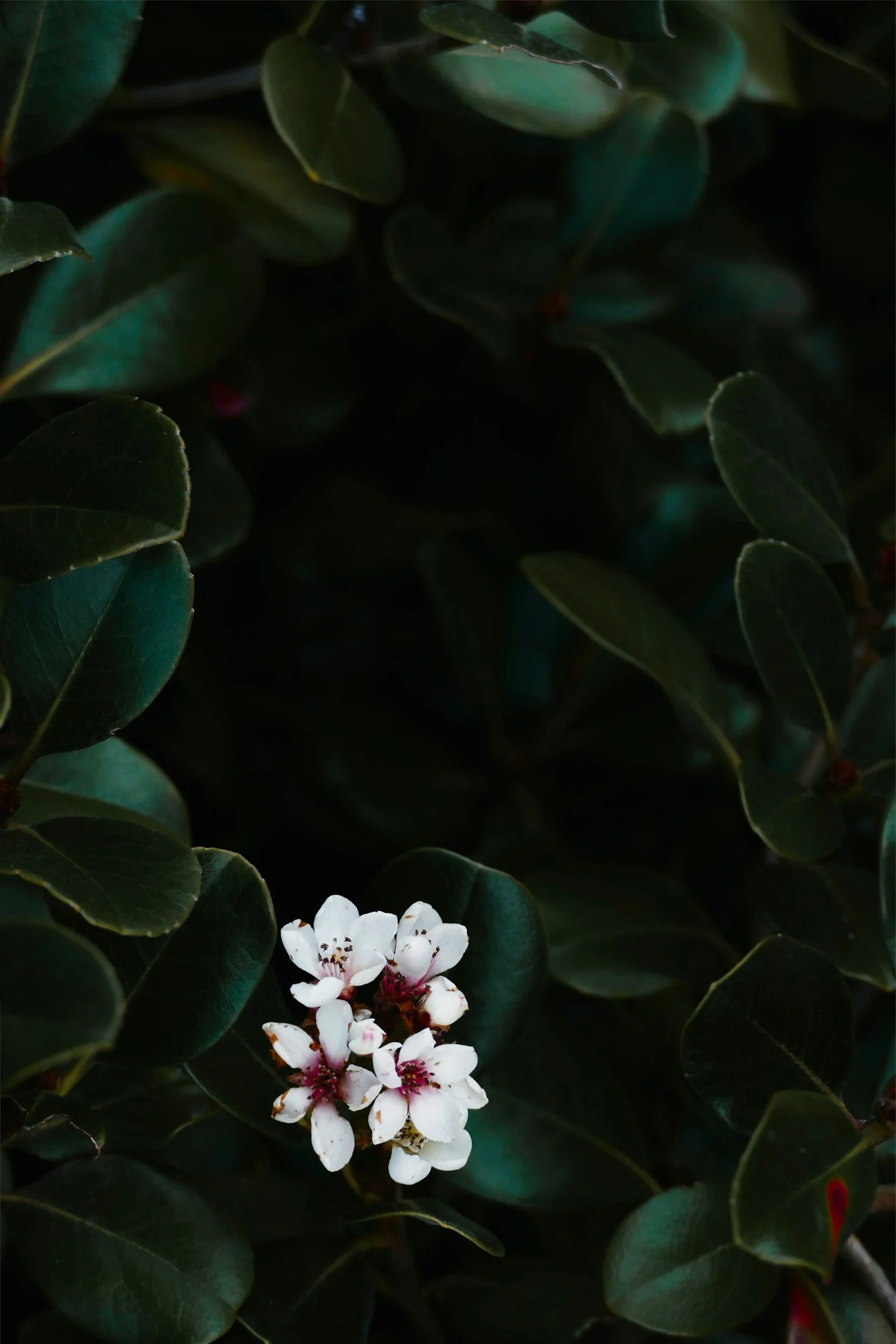 Dark green leaves with a small cluster of white flowers with pink centers at the bottom.