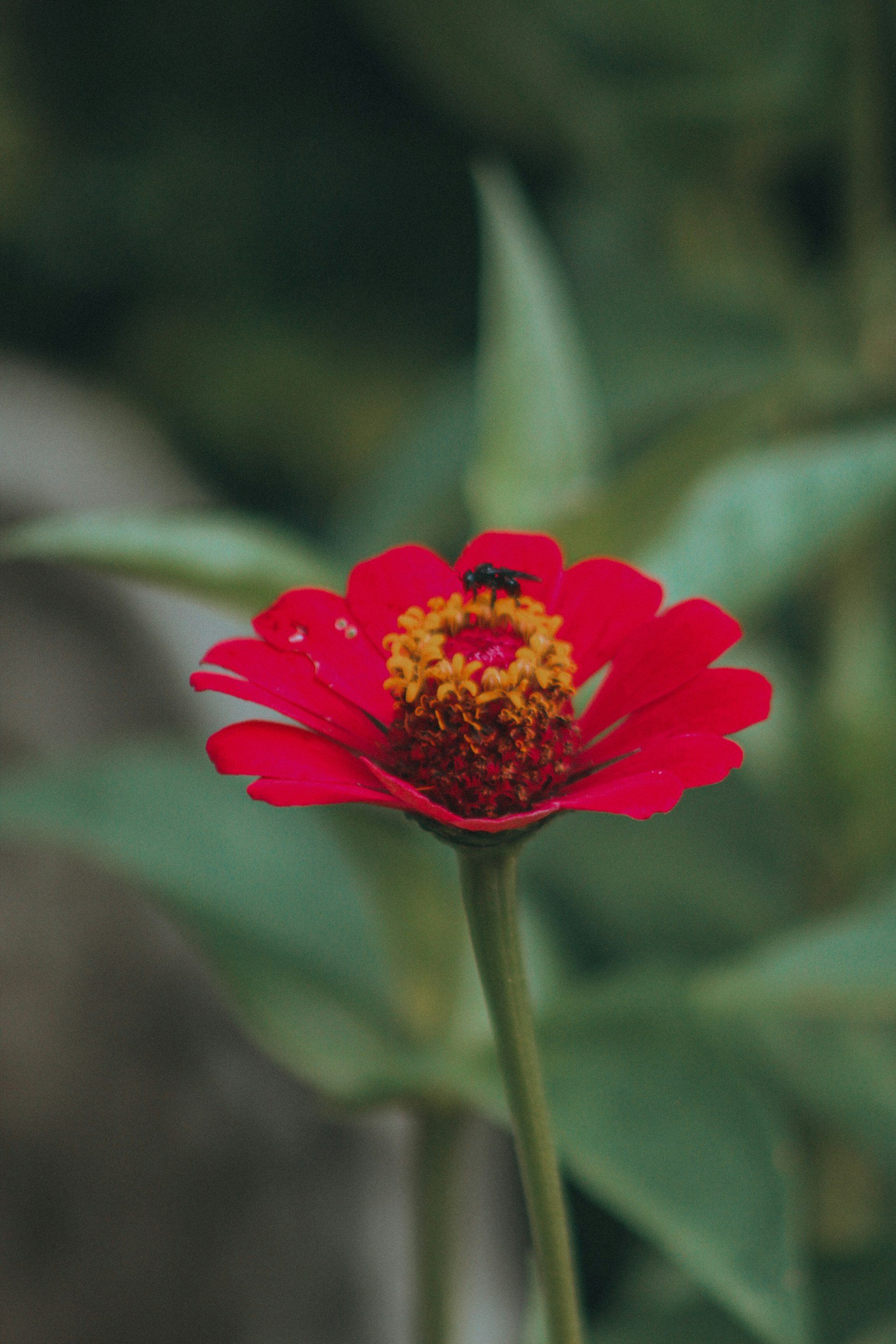 Close-up of a red zinnia flower with a small black insect on its yellow-and-orange center.