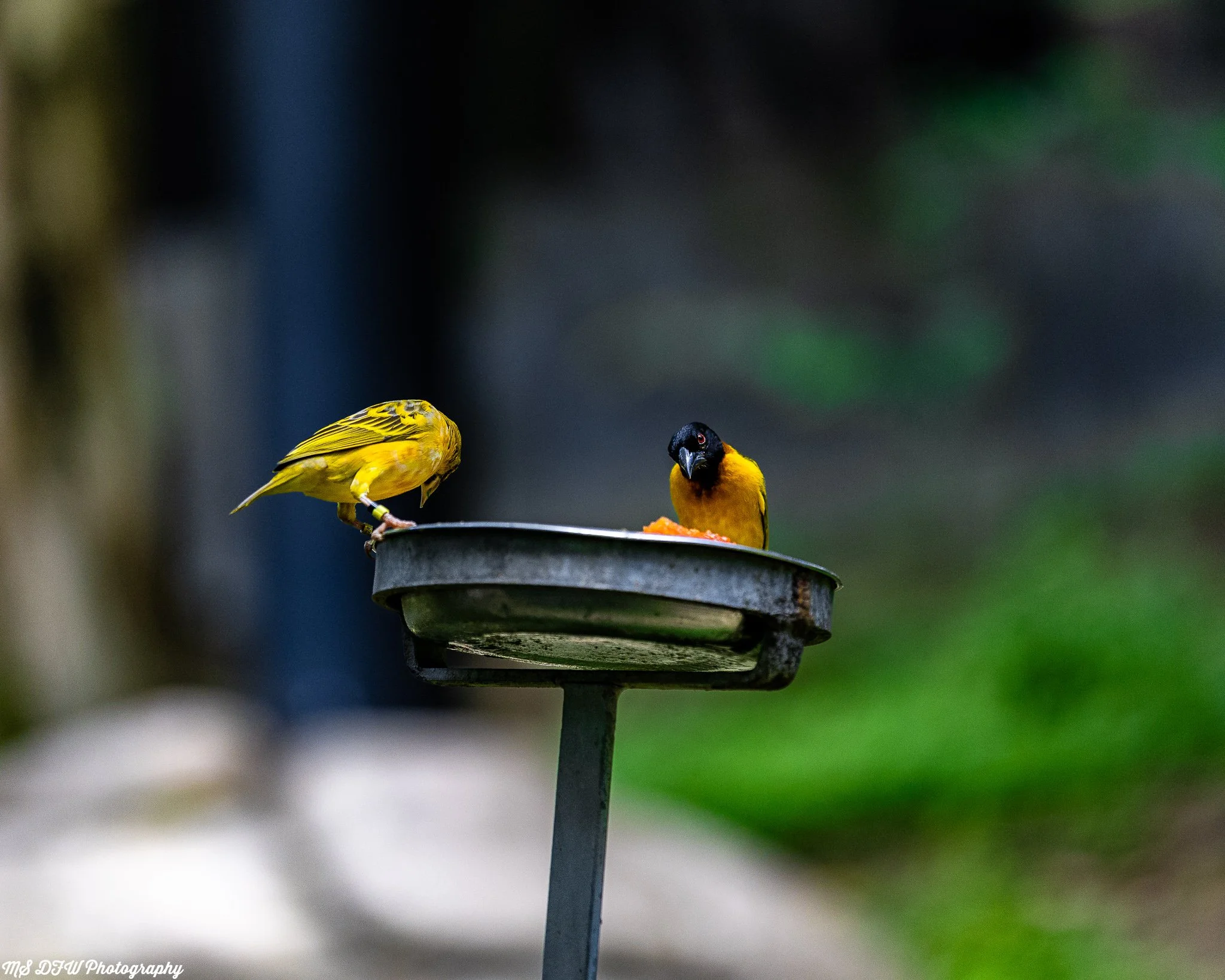 398A3051.jpg