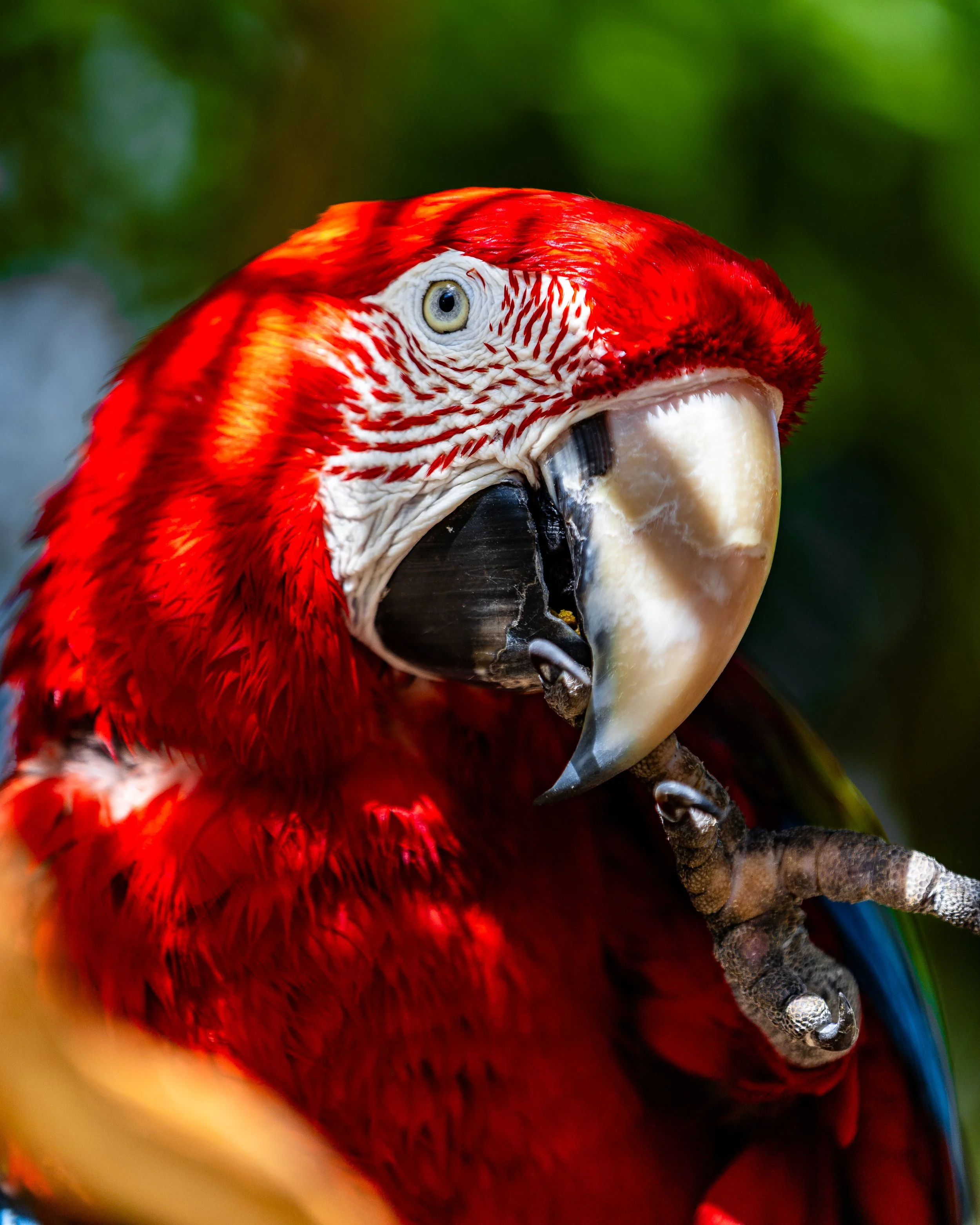 Wildlife