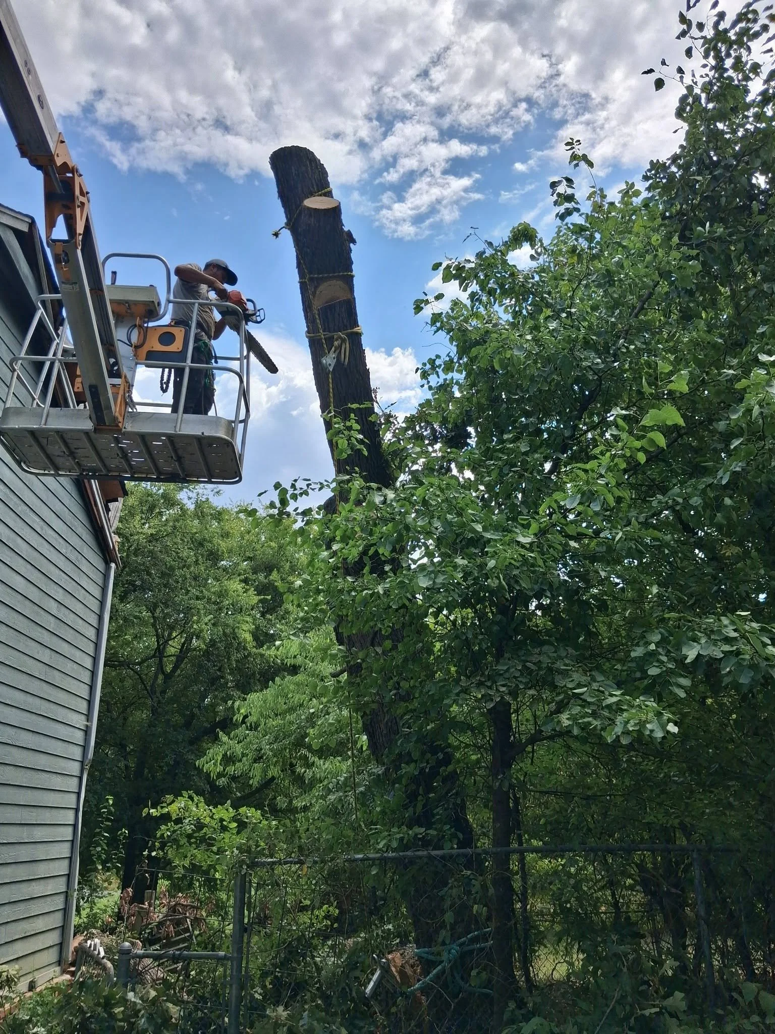 A man using a chainsaw on a tree trunk in a backyard in Tulsa, Oklahoma with green trees and bushes, a gray house, and a cloudy sky.
