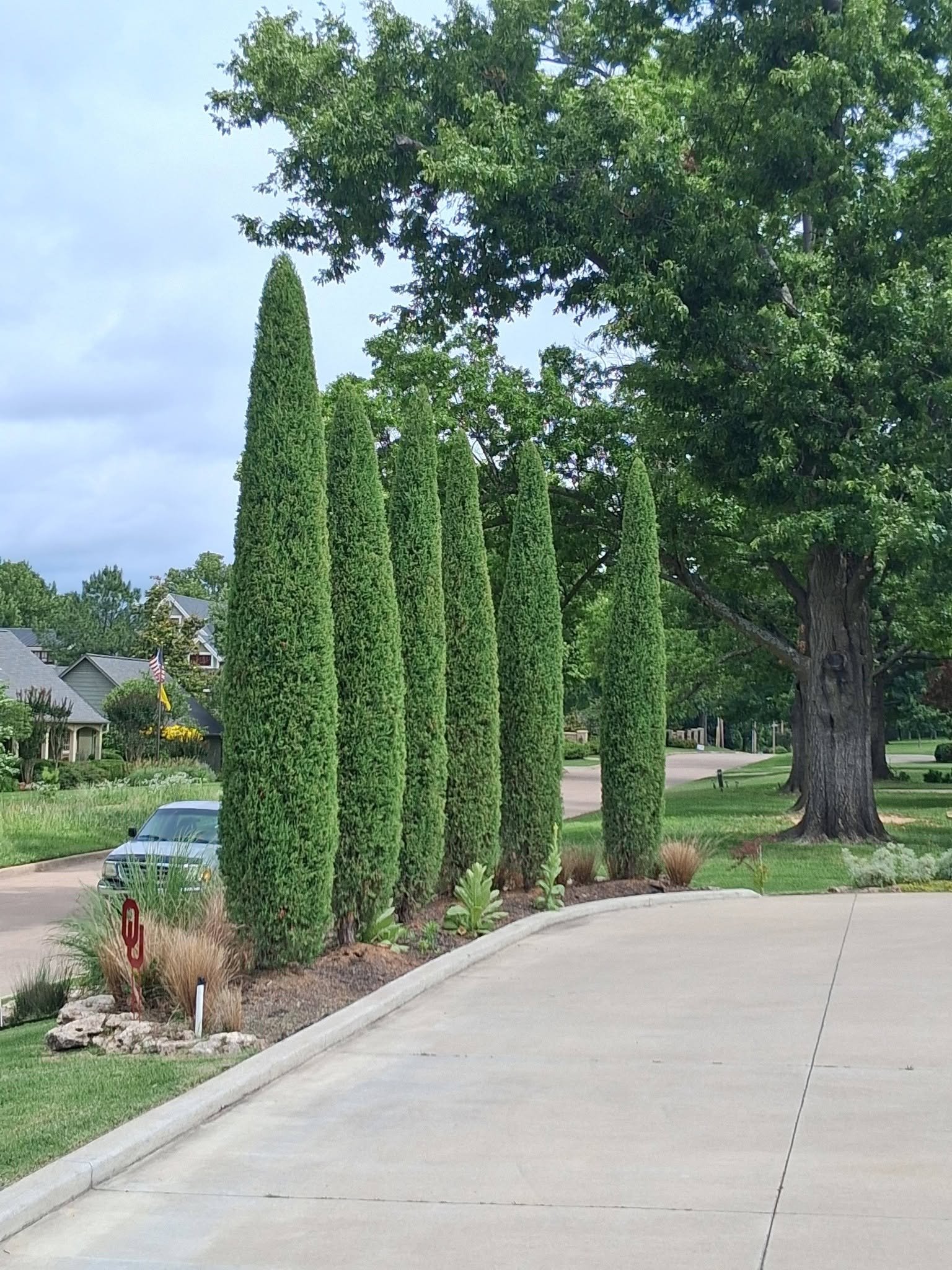 A row of tall, narrow green landscape trees along a curved sidewalk in a residential neighborhood in Tulsa, Oklahoma.