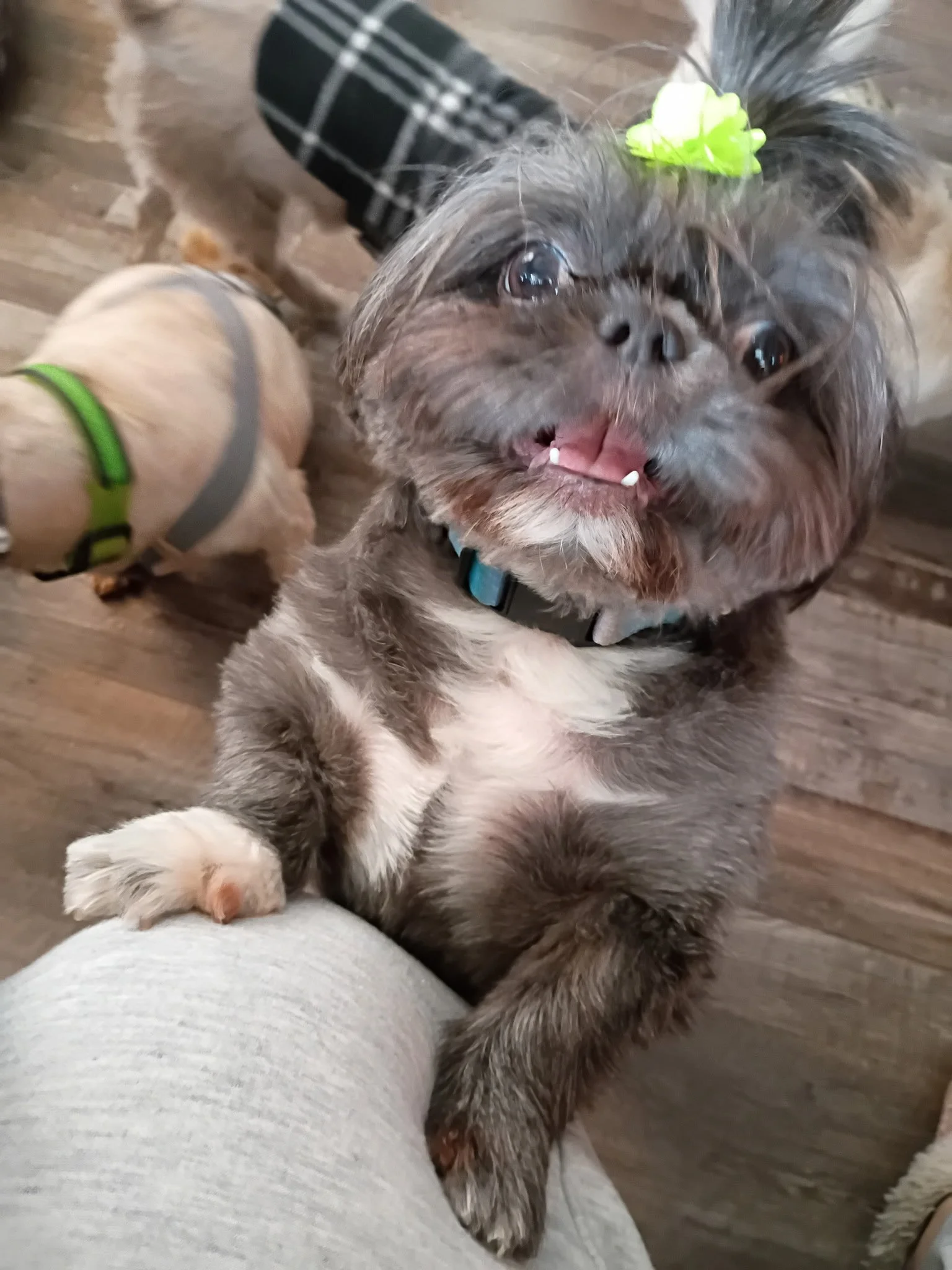A small gray and brown dog with a green bow on its head lying on its back, looking up, while a person with light-colored pants and a green and gray wristband nearby keeps it company on a wooden floor.
