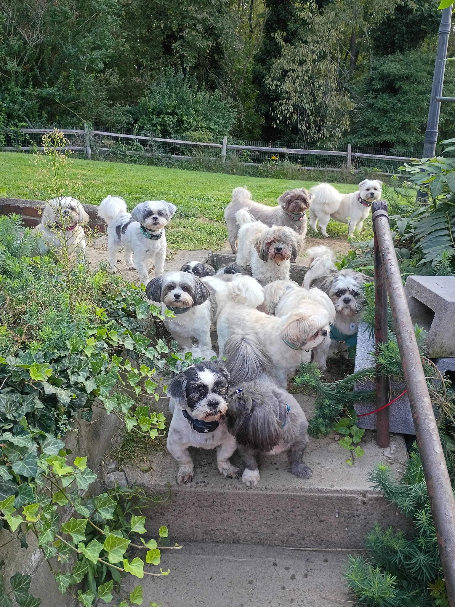A group of small dogs gathered on a garden pathway, with some standing and others sitting amidst greenery and plants, and a wooden fence in the background.