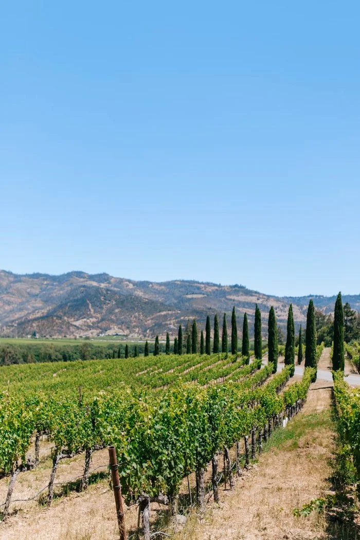Vineyard with rows of grapevines and tall cypress trees along the field, mountains in the background under a clear blue sky.