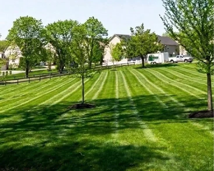 A neatly mowed grassy yard with evenly spaced trees, houses, and vehicles in the background.