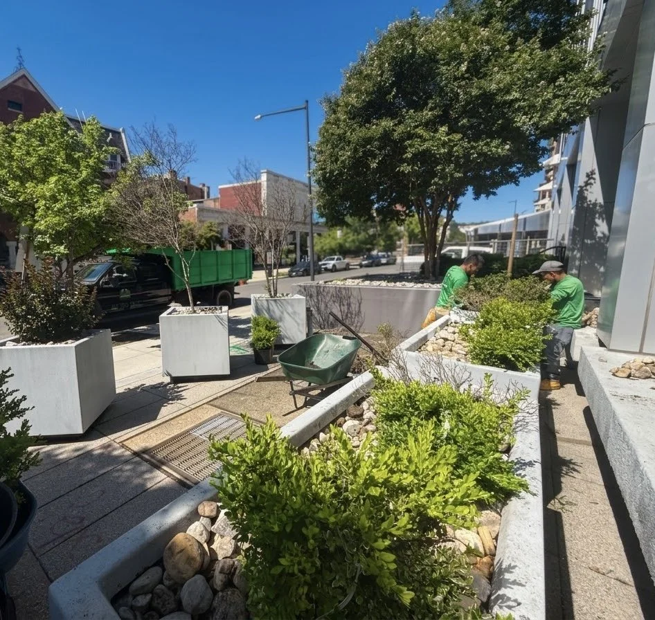 Two workers planting or tending to bushes in a city sidewalk garden on a sunny day.