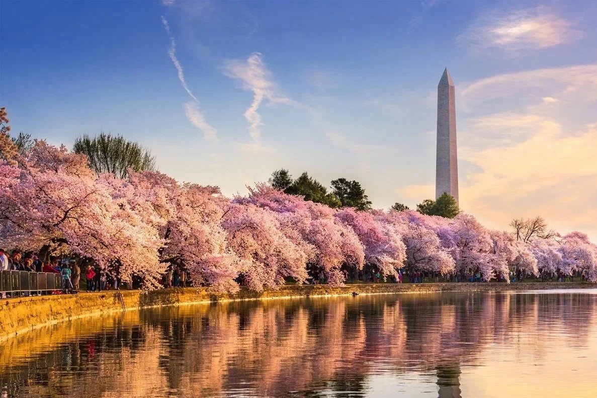 Cherry blossom trees in full bloom along the Tidal Basin with the Washington Monument in the background, reflecting on the water during sunset.