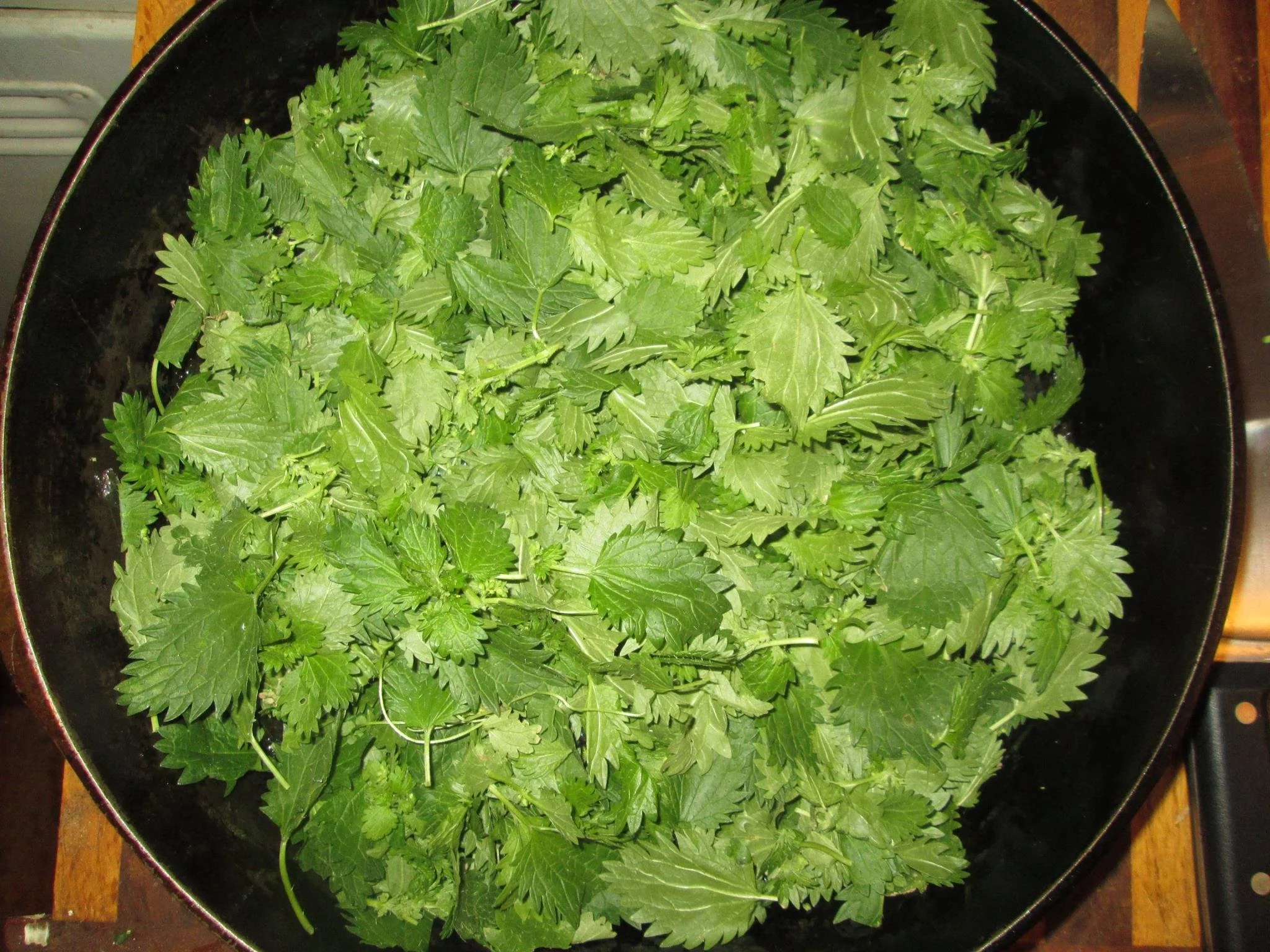 nettle.jpg