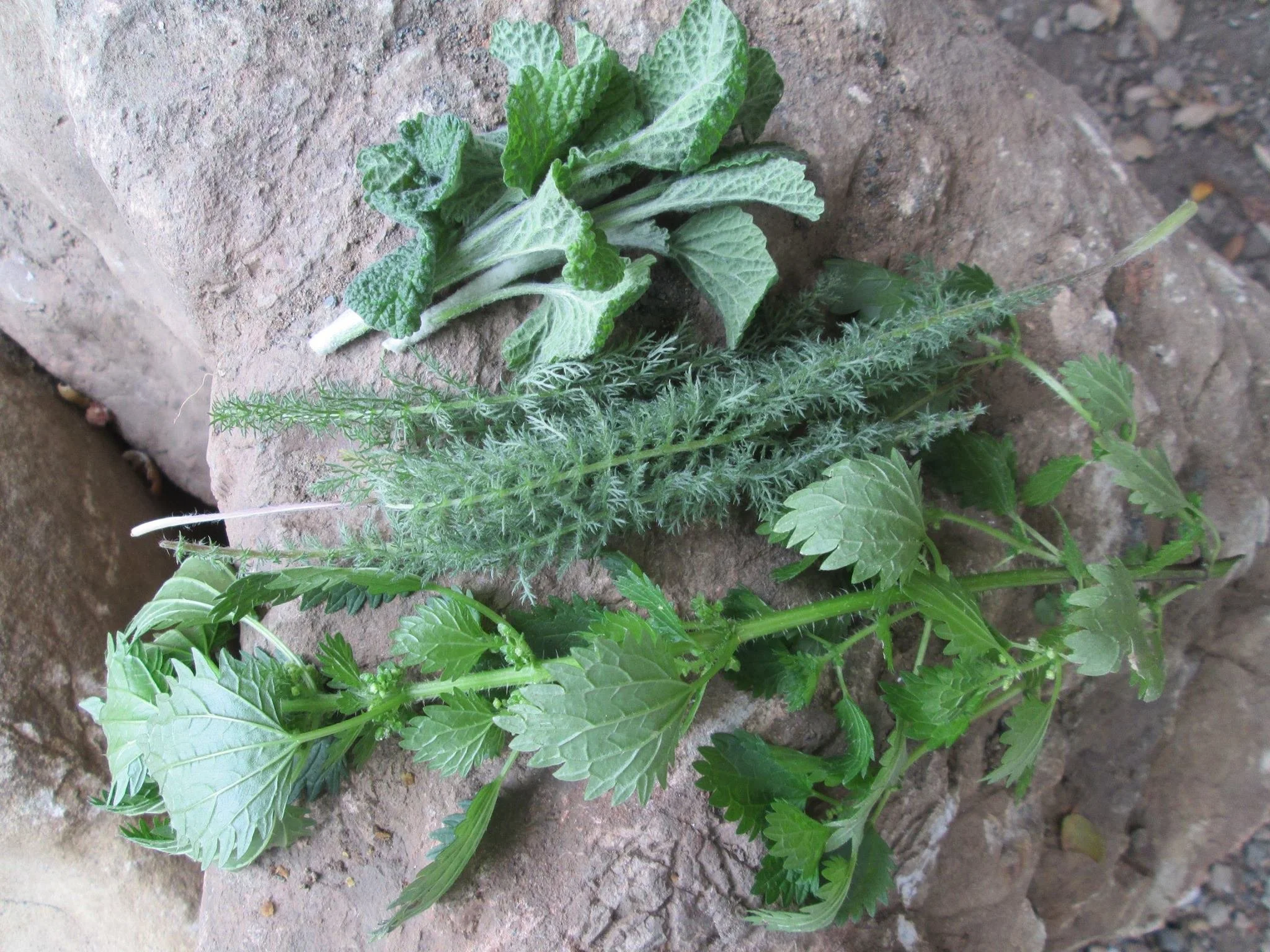 Wild Plant Walk