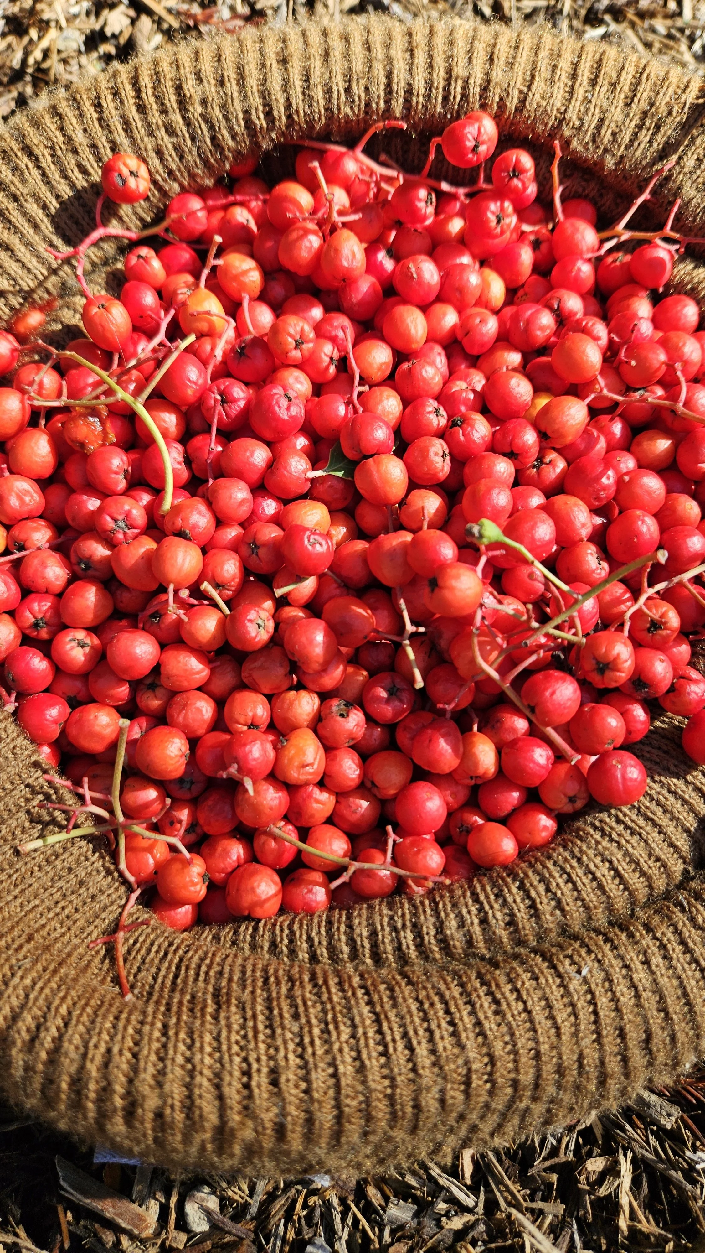 Native Toyon Berry Pie (also known as the Christmas Berry) Cooking Class