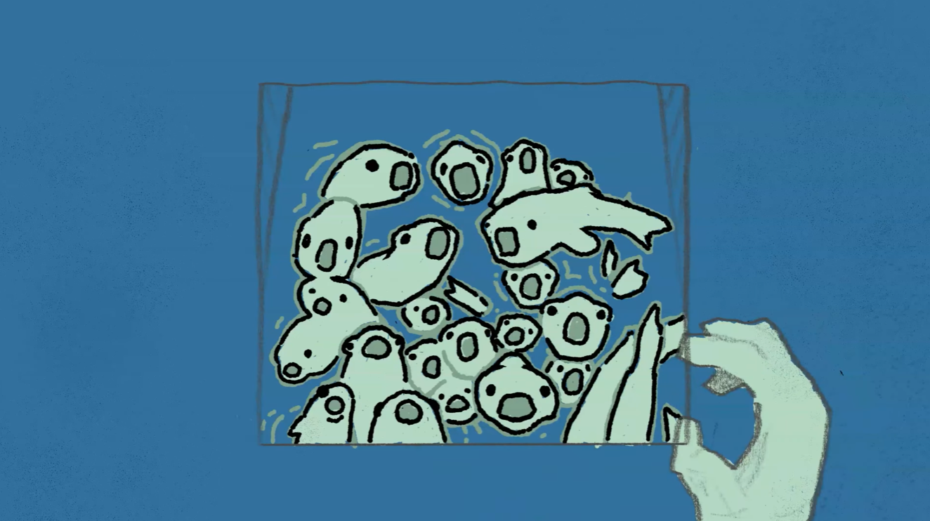 Drawing of anglerfish in a box, with a hand holding a pencil to add details.
