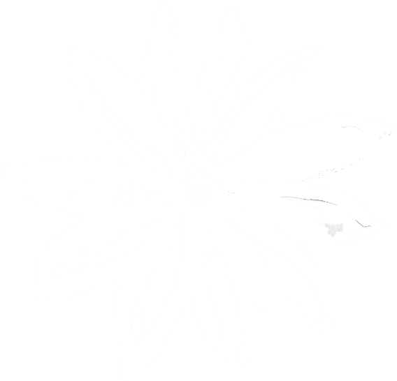 White silhouette of a flower with multiple petals on a black background.