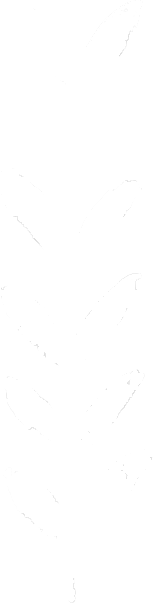 Silhouette of a plant with leaves on a black background.