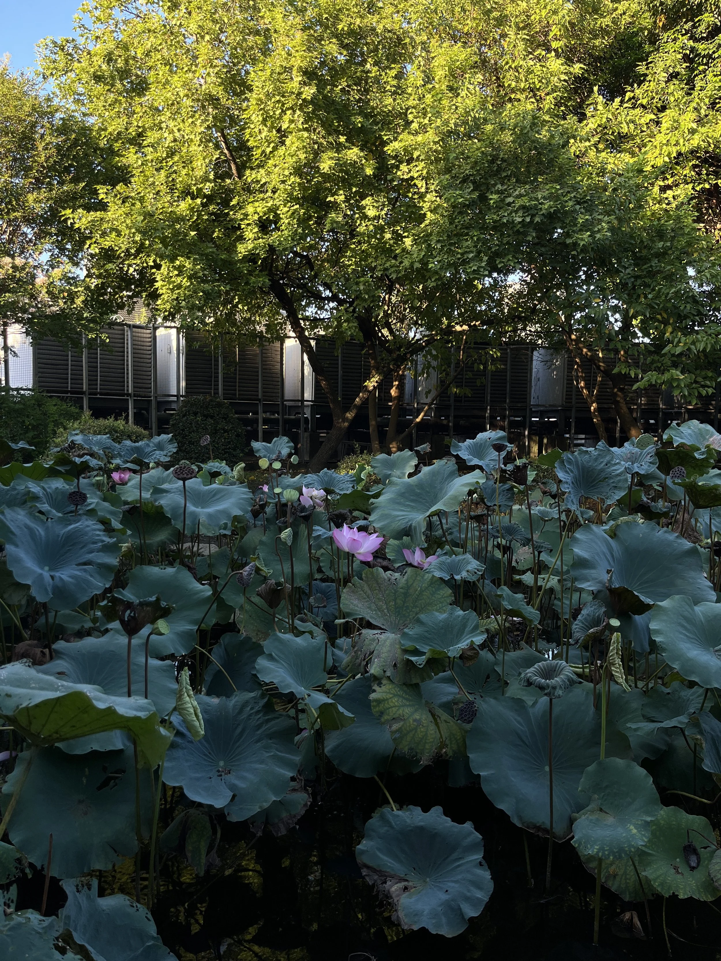 Lotus flowers rising above green leaves on a pond