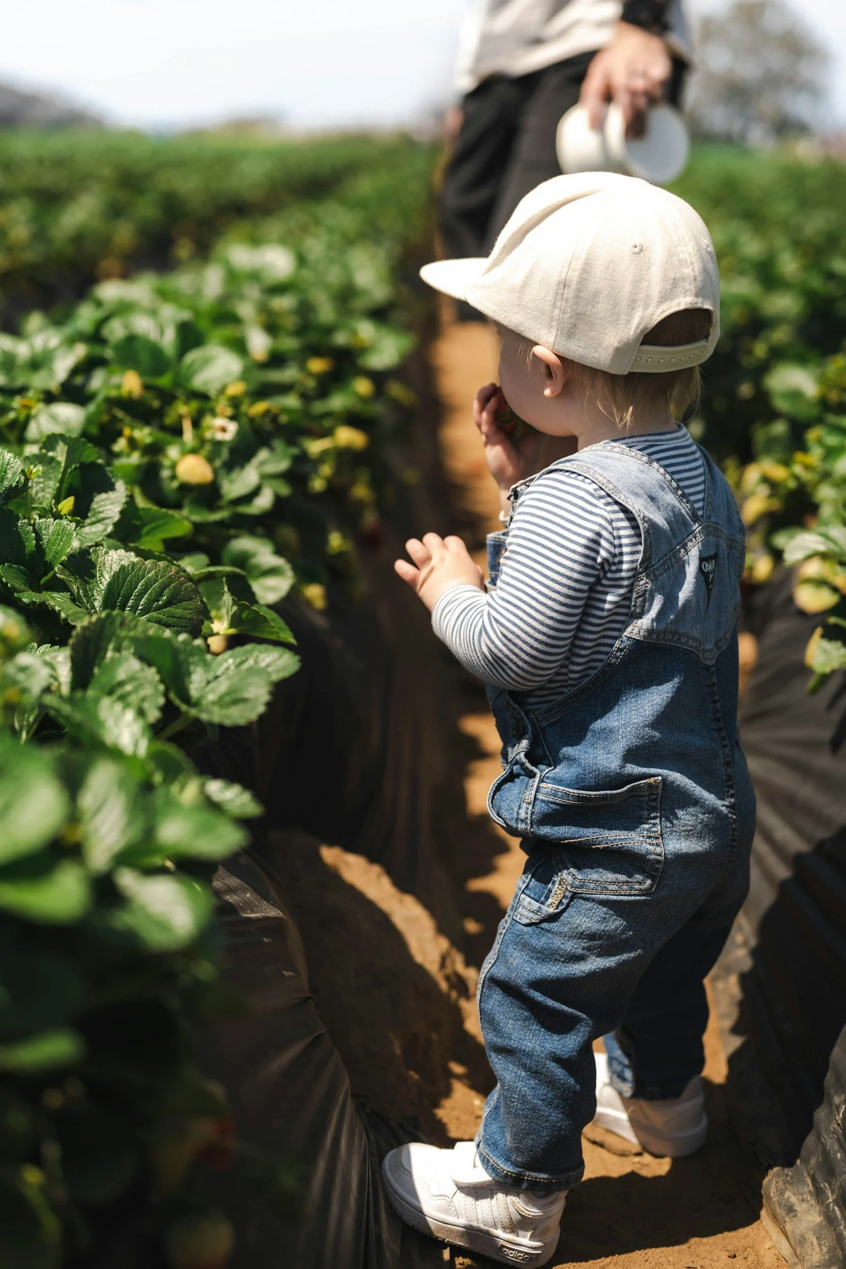 Young child in a hat samples strawberries from the plant at a pick your own berry farm