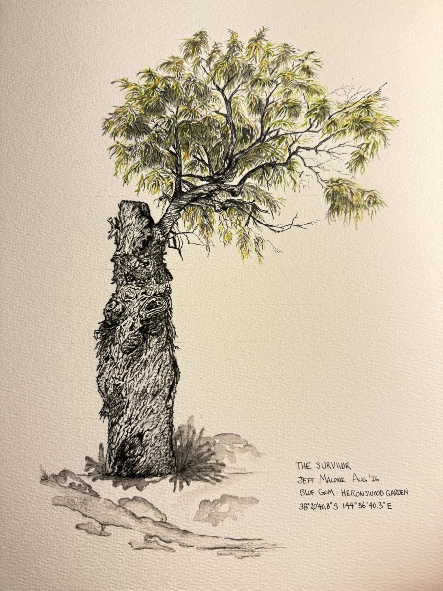 'The Survivor' Print A3 Pen, Ink and Watercolour