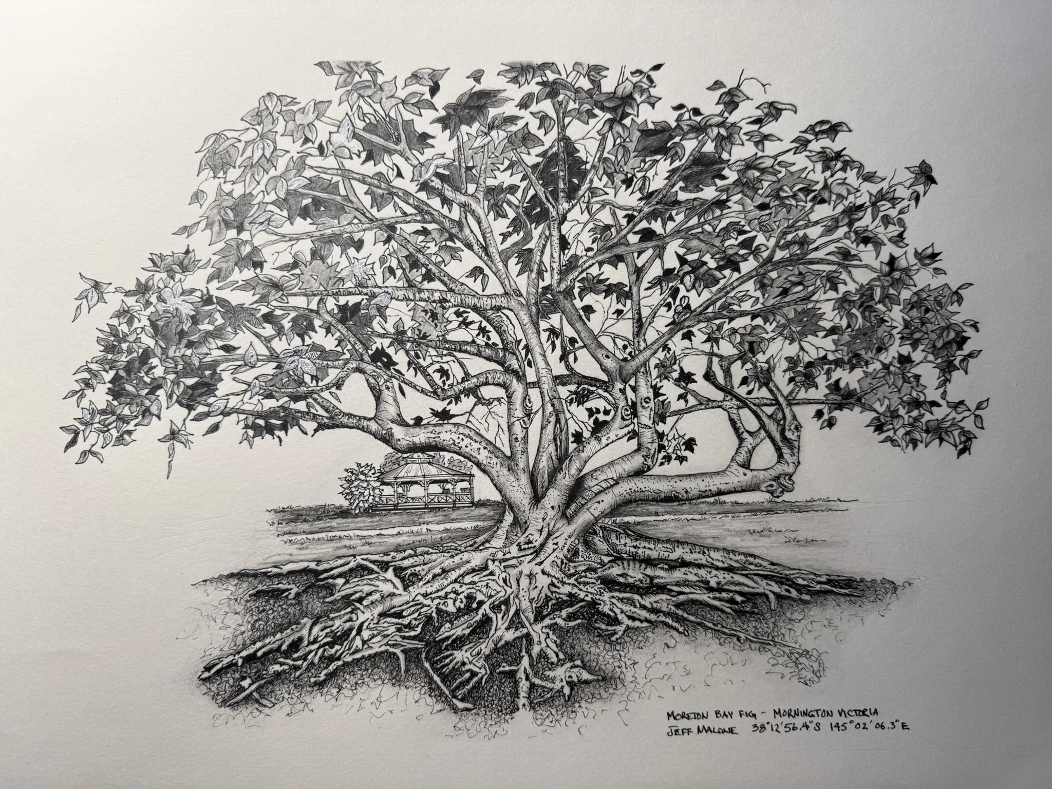 The Playground - A3 Print - Moreton Bay Fig Art Illustration