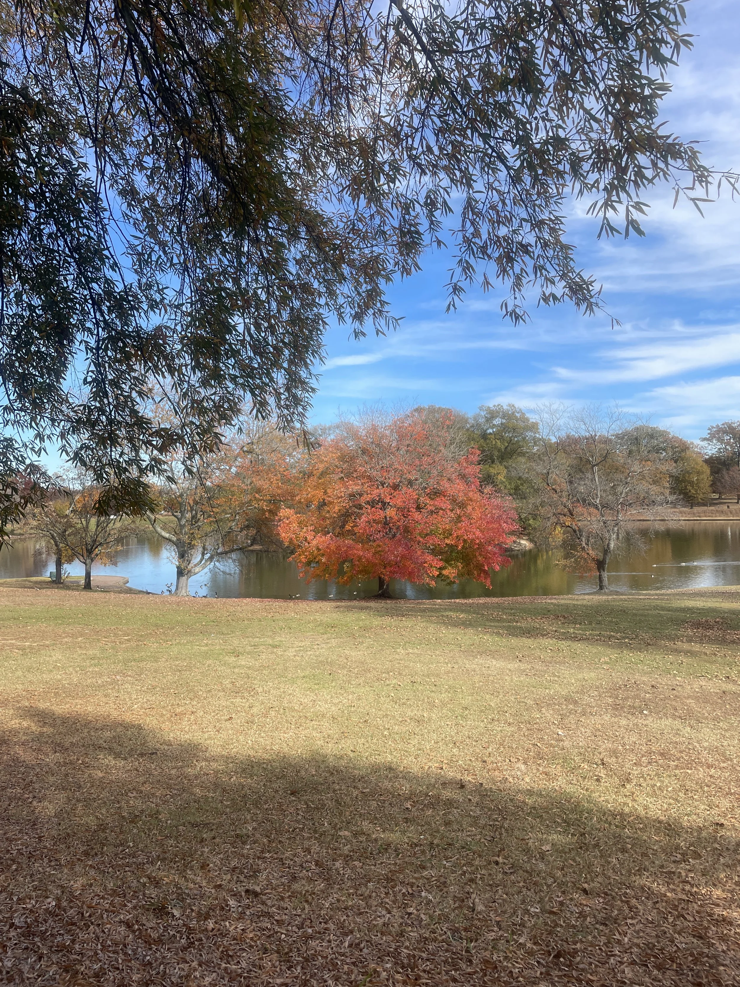 A park scene with trees in various stages of autumn foliage, a body of water, and a blue sky with some clouds.