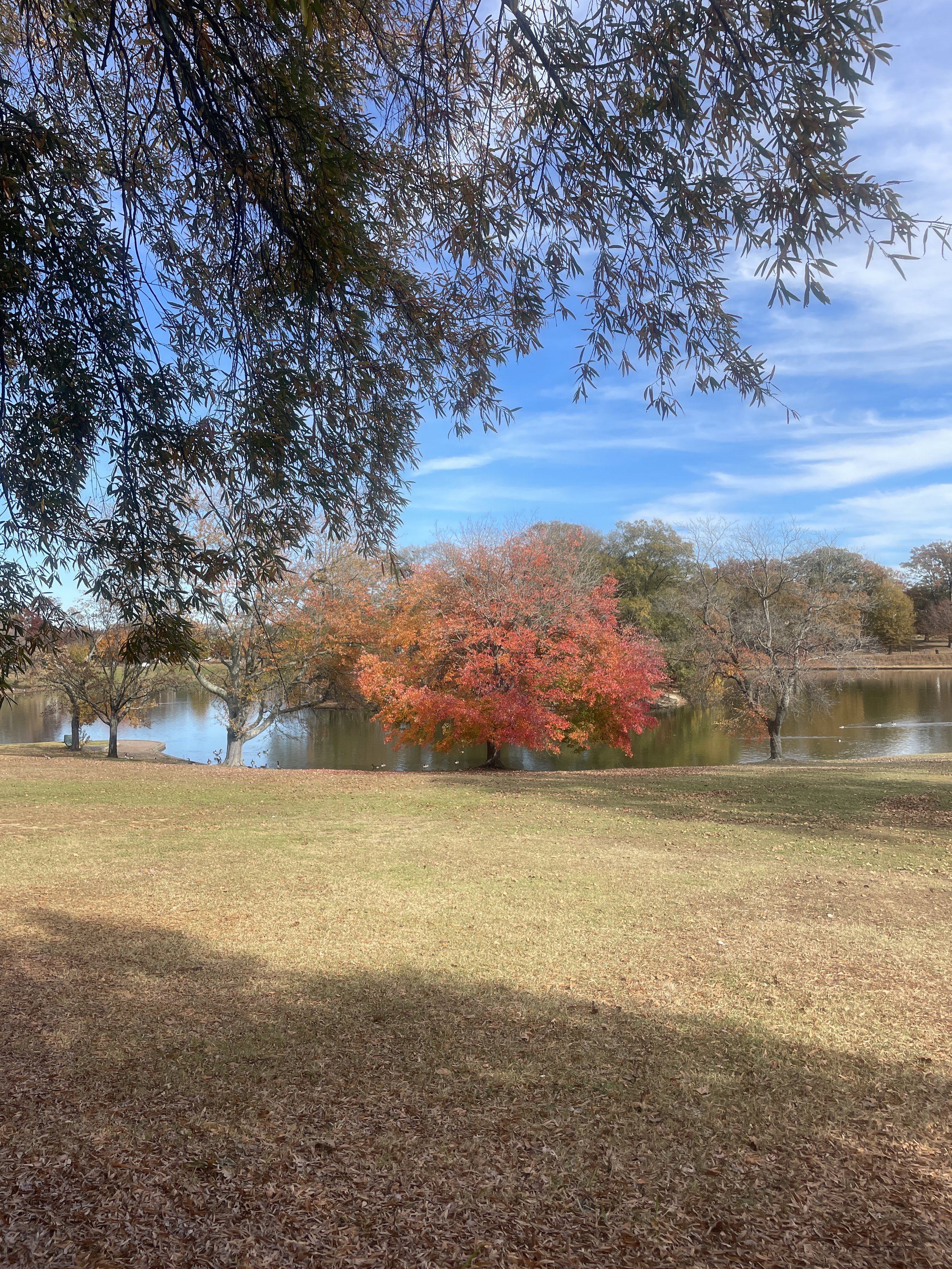 A park scene with a large tree with red and orange leaves and a lake in the background, under a blue sky with clouds.