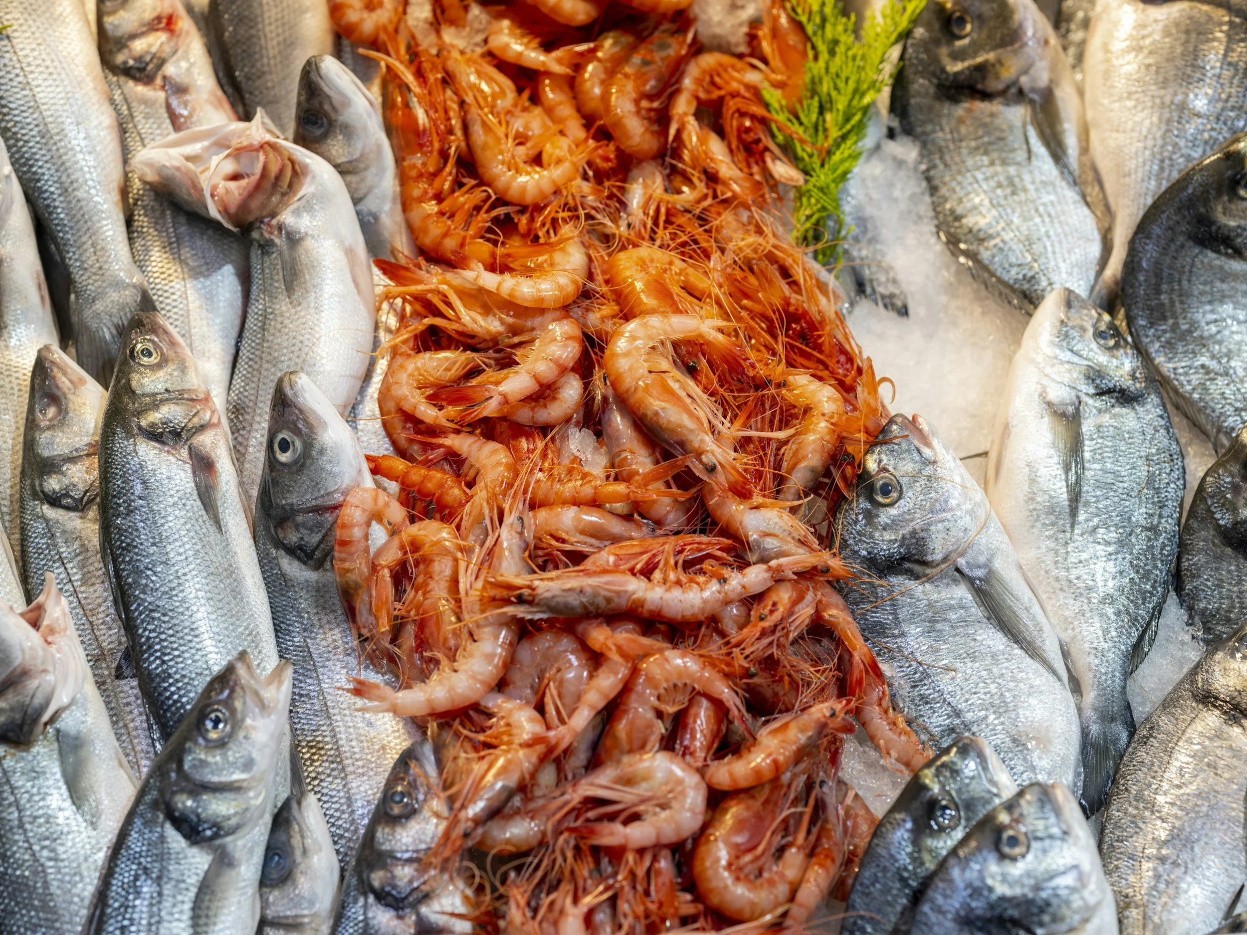 Display of fresh fish and shrimp on ice at a seafood market.