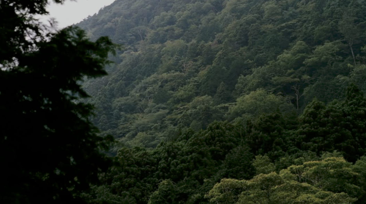 A dense green forest covering mountain slopes with various types of trees in Japan.