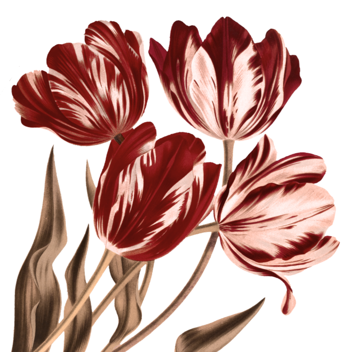 Red and white striped tulip flowers with stems and leaves.