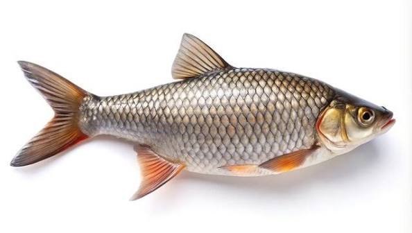 raho fish.jfif