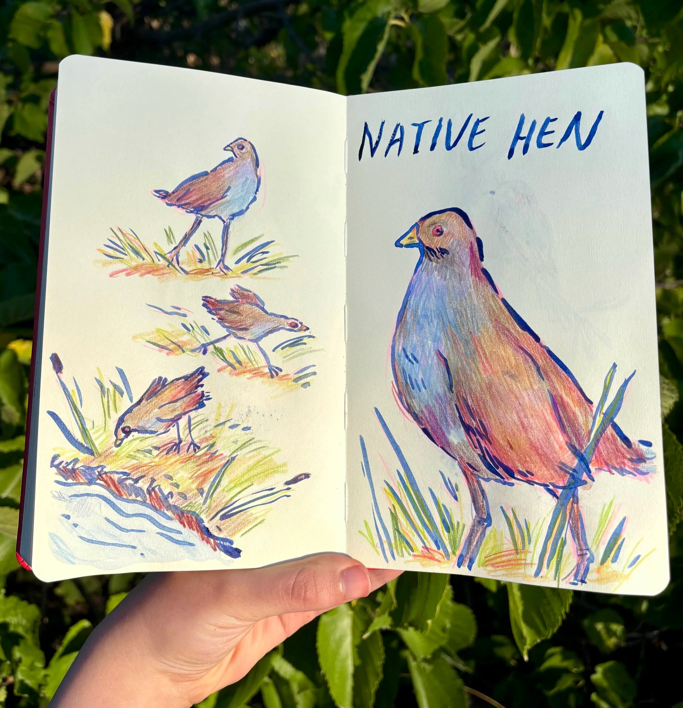 Open sketchbook illustrating native hens, with colorful bird drawings and “NATIVE HEN” handwritten on the page.