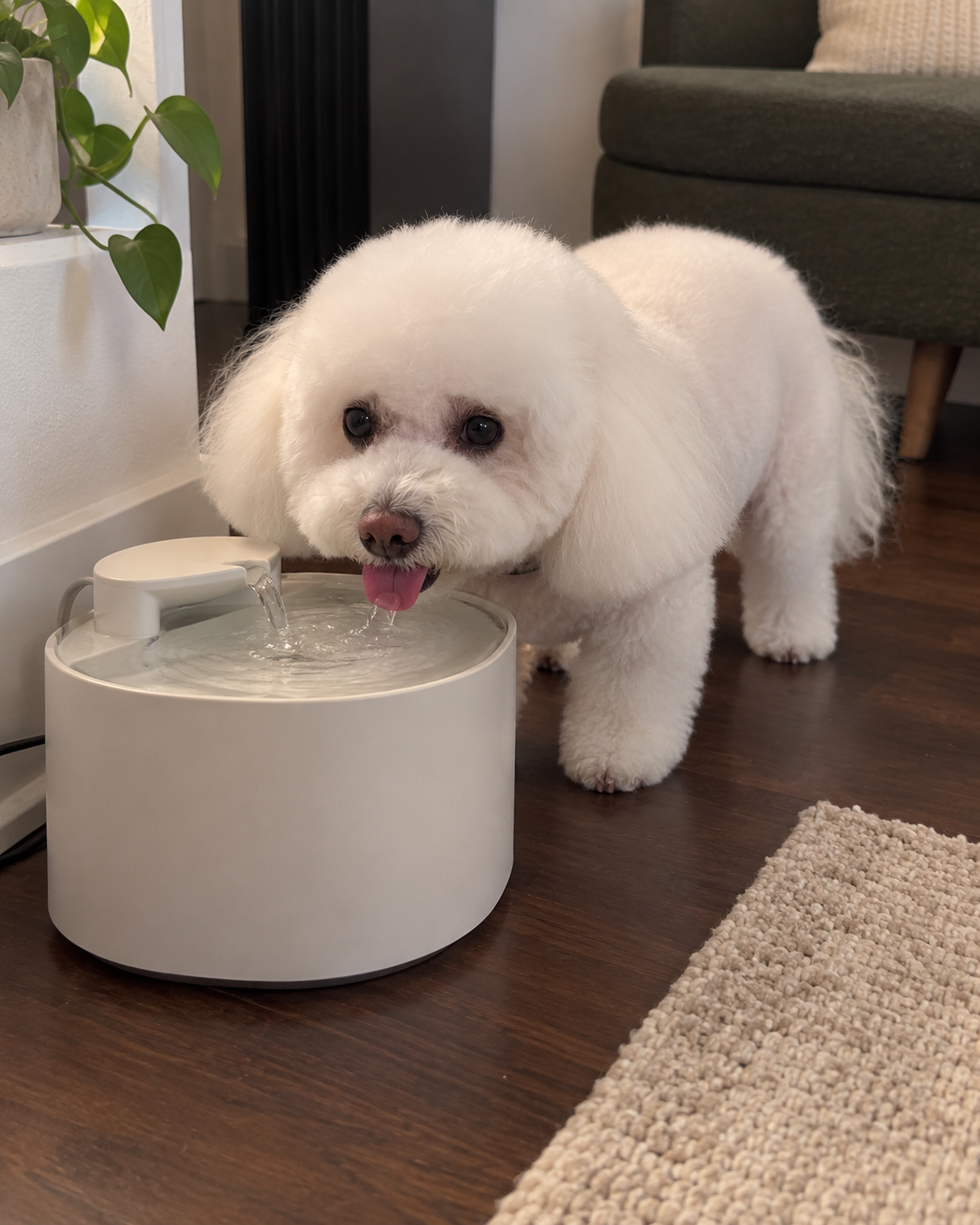 A white fluffy dog drinking water from a modern white pet fountain in a living room, next to a plant and a beige rug.