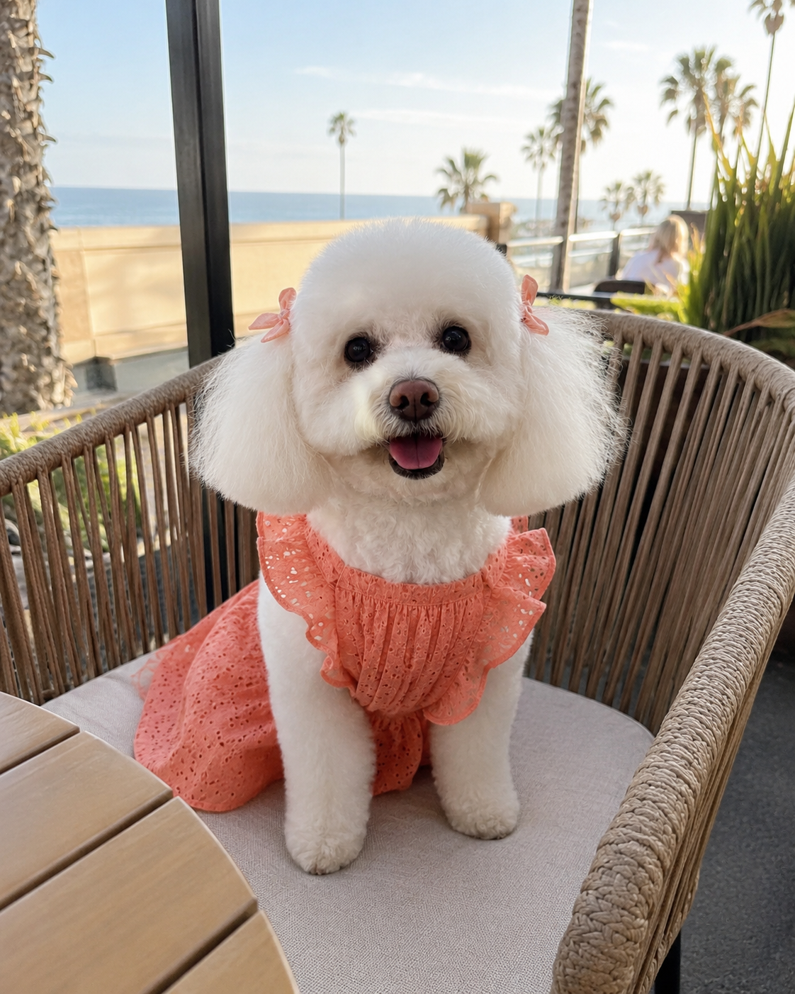 A small white dog with fluffy ears and a pink bow on each ear, sitting on a wicker chair outdoors near the ocean with palm trees in the background, wearing a pink lace dress and smiling.