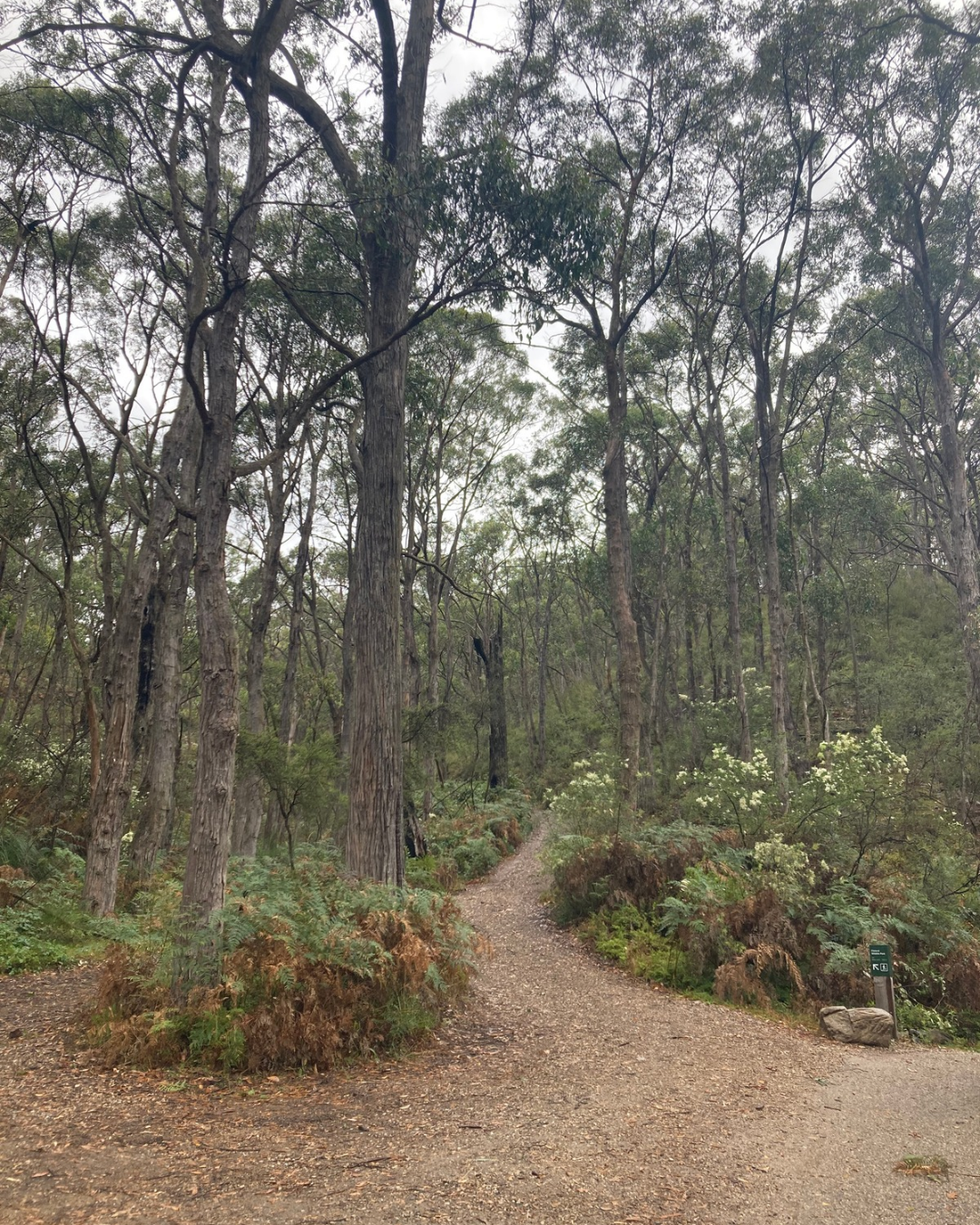A dirt trail winding through a forest of tall trees with green leaves and shrubs.