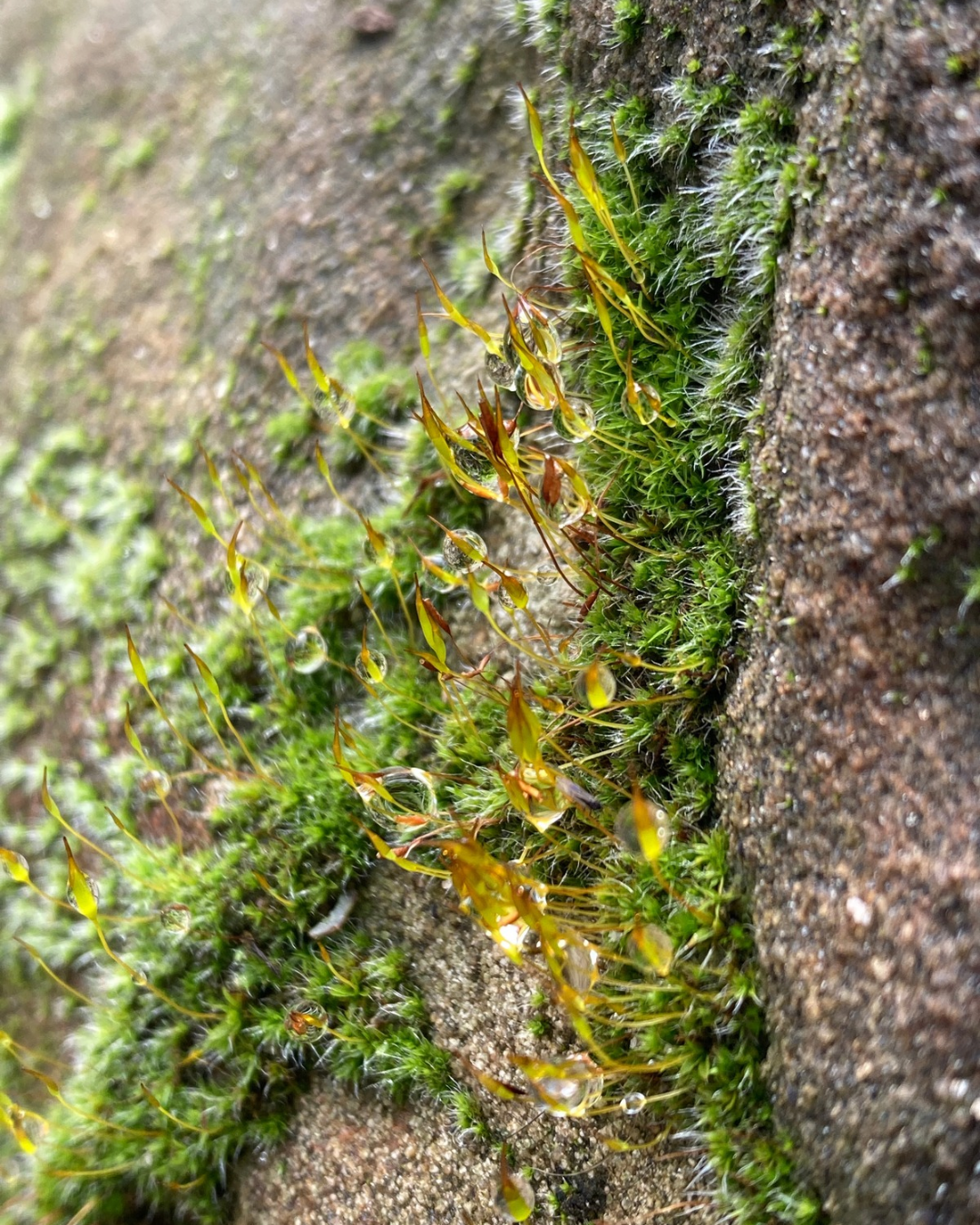Close-up of moss and small plants growing between rocks with water droplets on them.